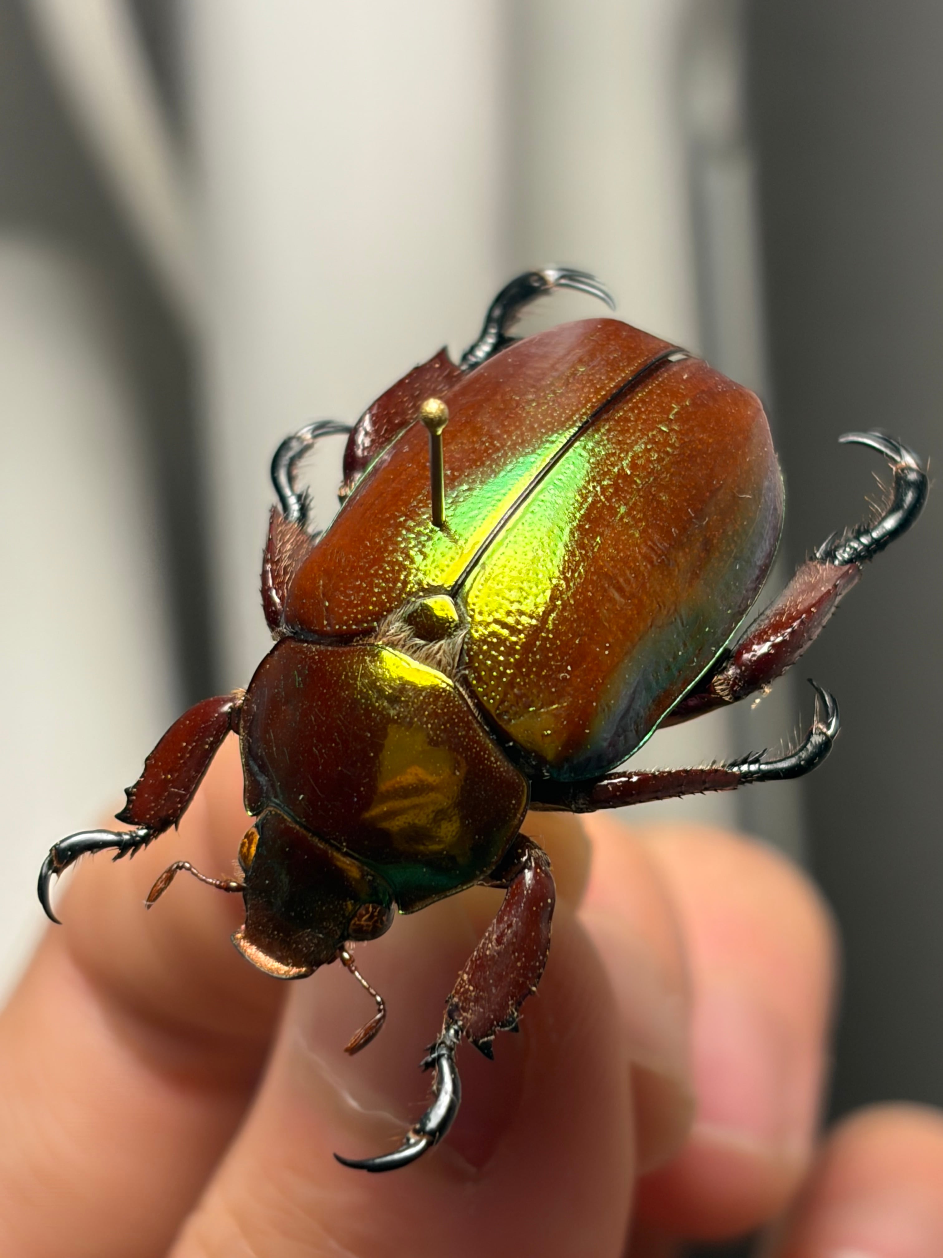 14mm】アヤヒシムネハナムグリのようなコガネムシの一種 標本カナブン