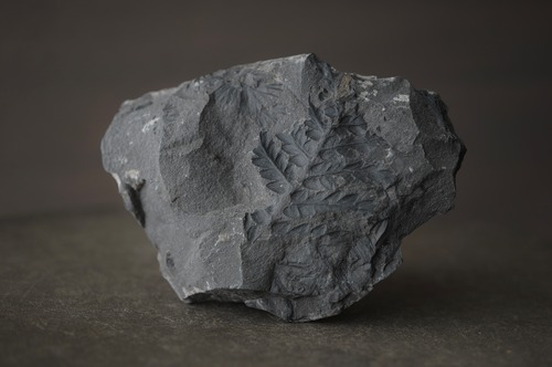 ポーランド産シダ種子類化石 Mariopteris sp. 2443