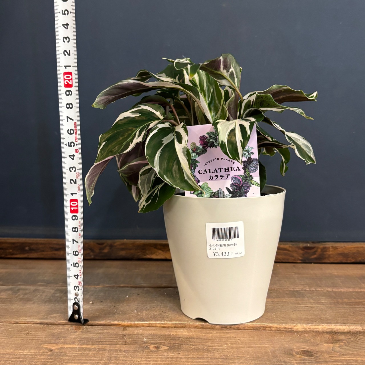 カラテア　ホワイトフュージョン【577】