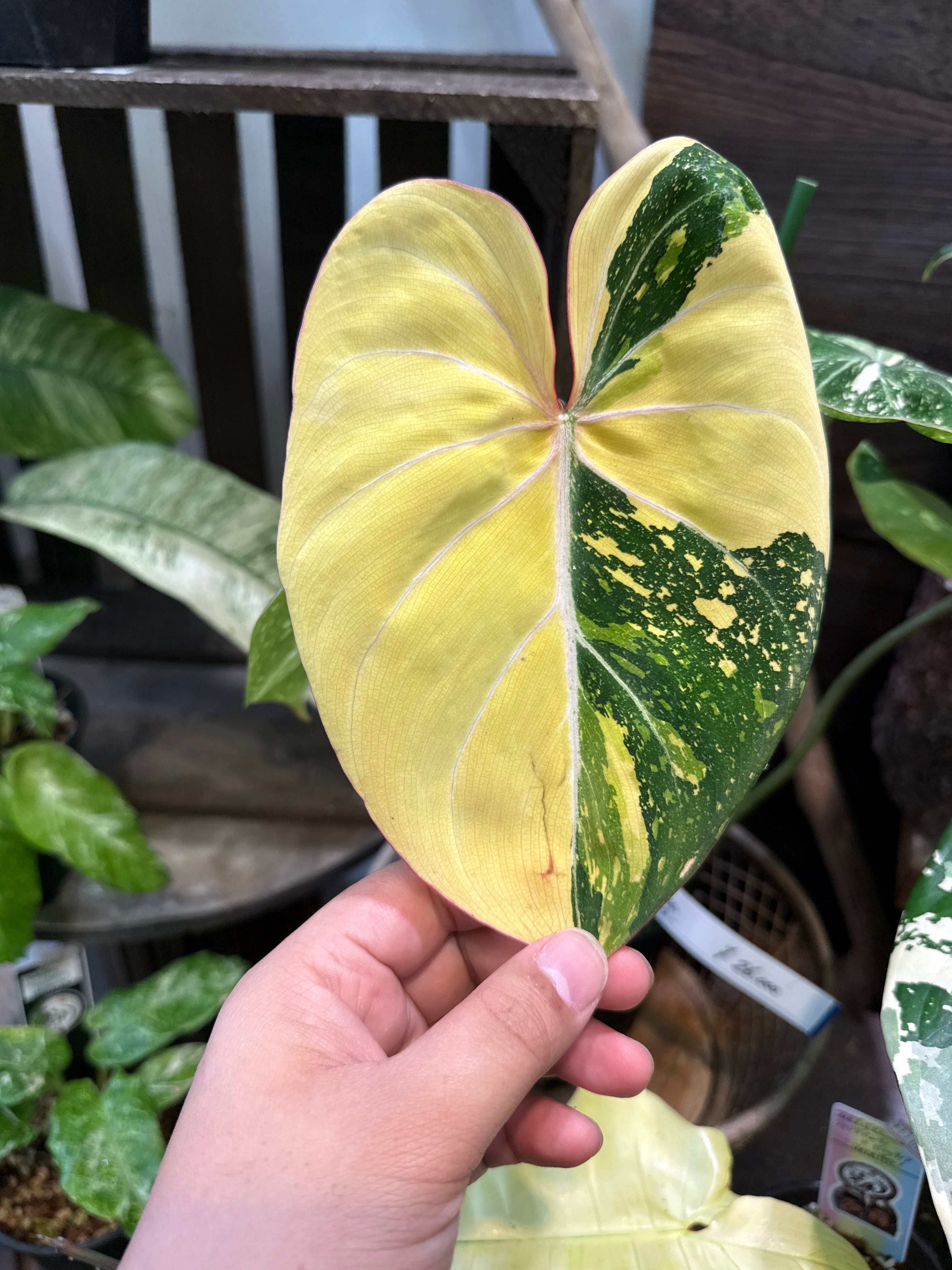 フィロデンドロン グロリオーサム バリエガータ トリカラー | Garden