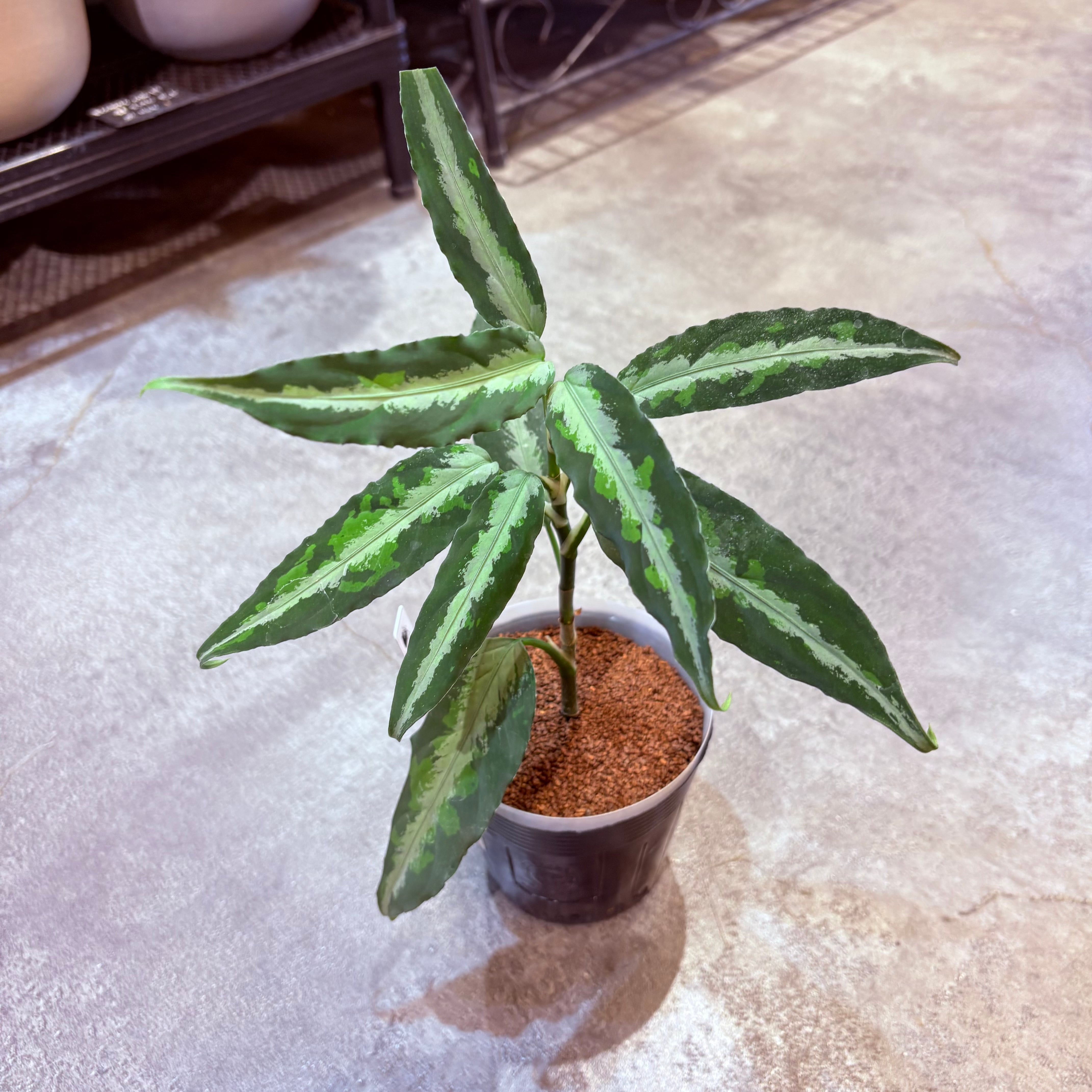 アグラオネマ ピクタムトリカラー 3.5号(海外株) | Green Vibes 宇都宮