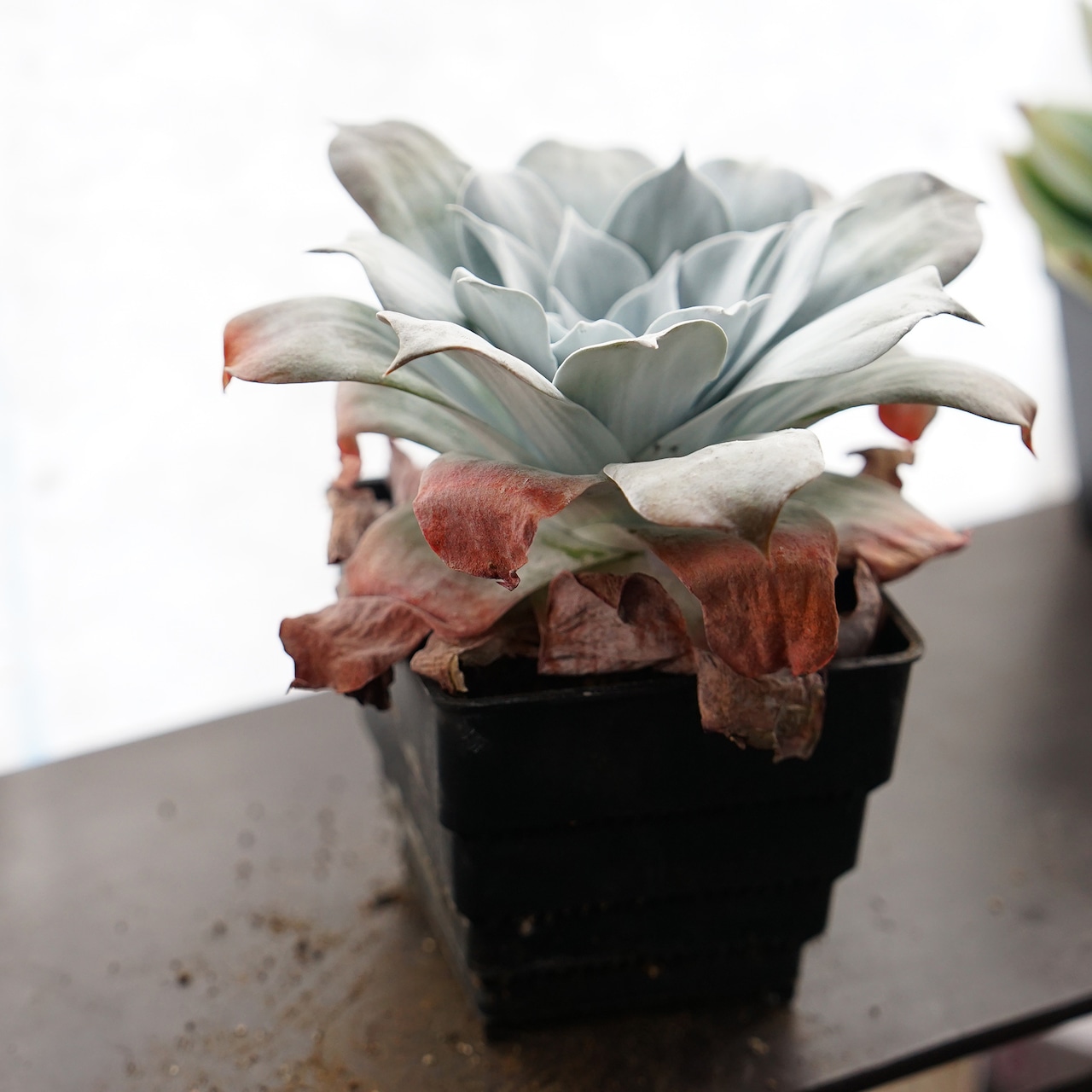 【PREMIUM】抜き苗 プルベルレンタ 超大株 Dudleya pulverulenta