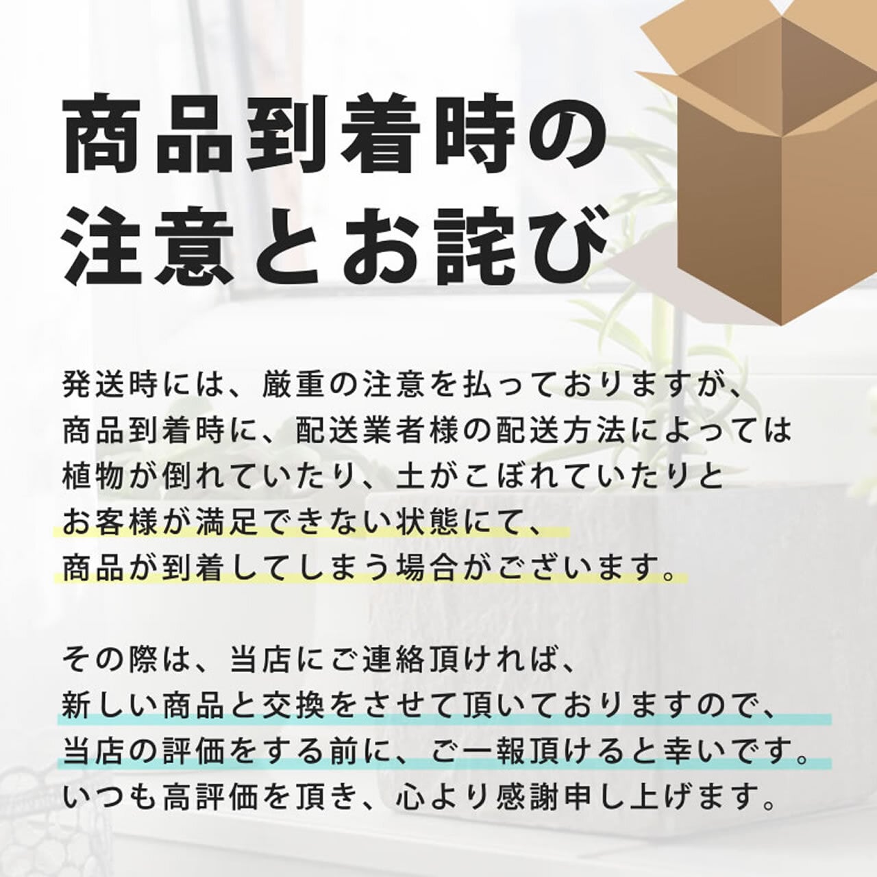 お洒落で珍しい樹形のS字ガジュマル 7号 （高級平鉢陶器