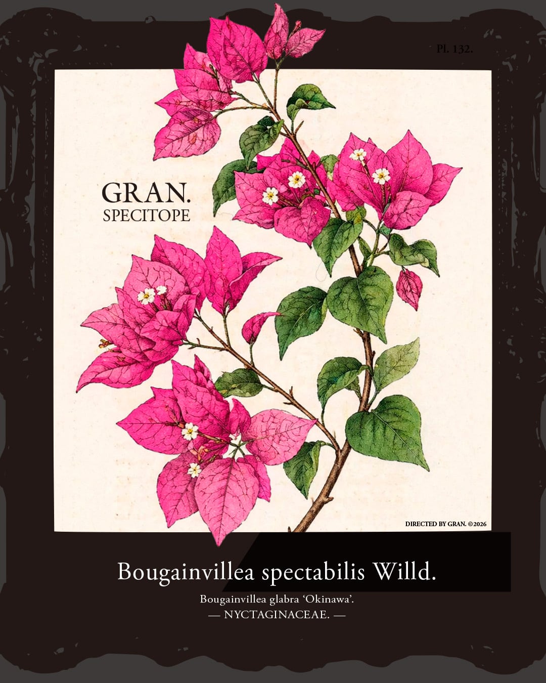 Okinawa Bougainvillea spectabilis Willd. t-shirt vol.2