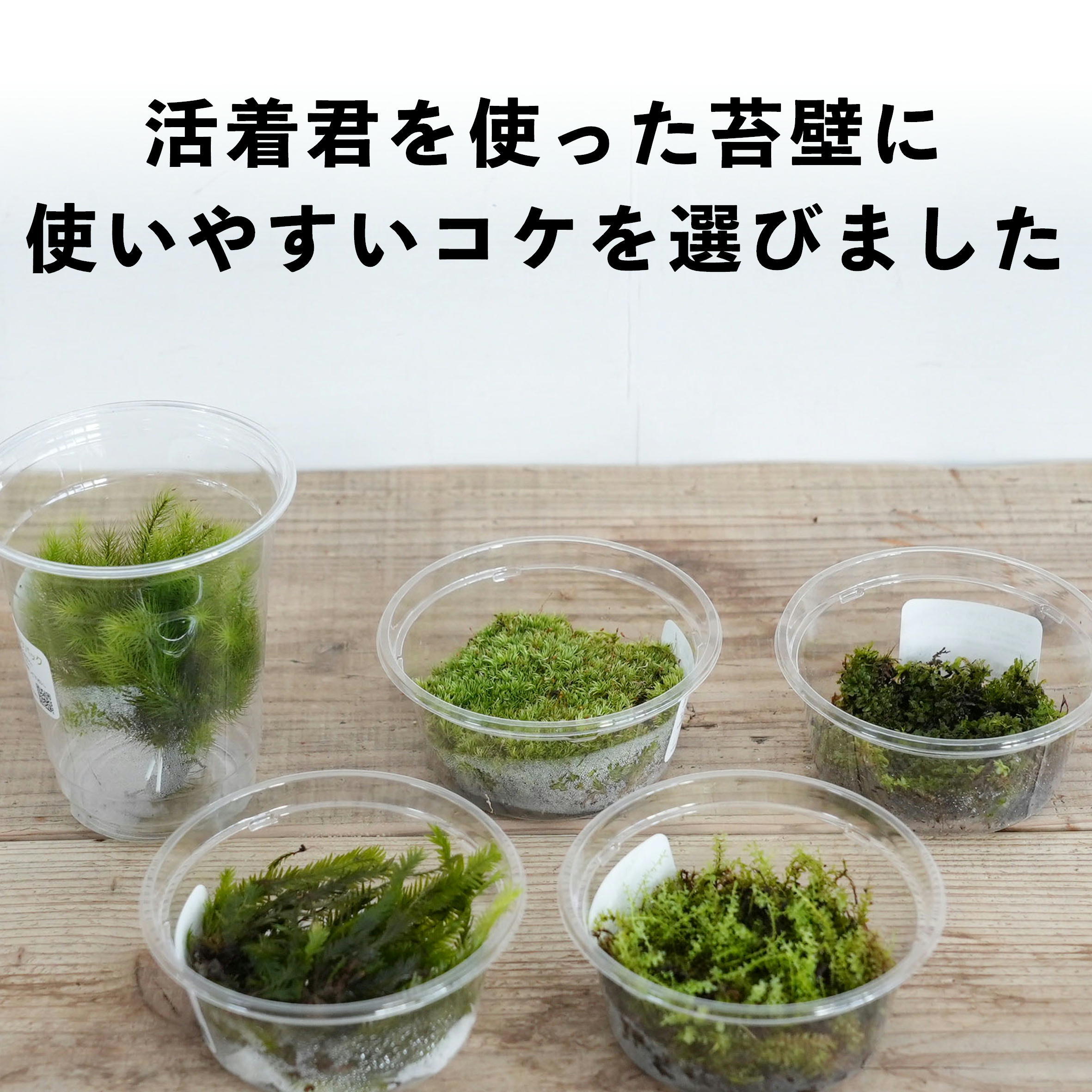 苔壁用コケパック5種セレクト【活着君に貼り付けやすい】 | 苔