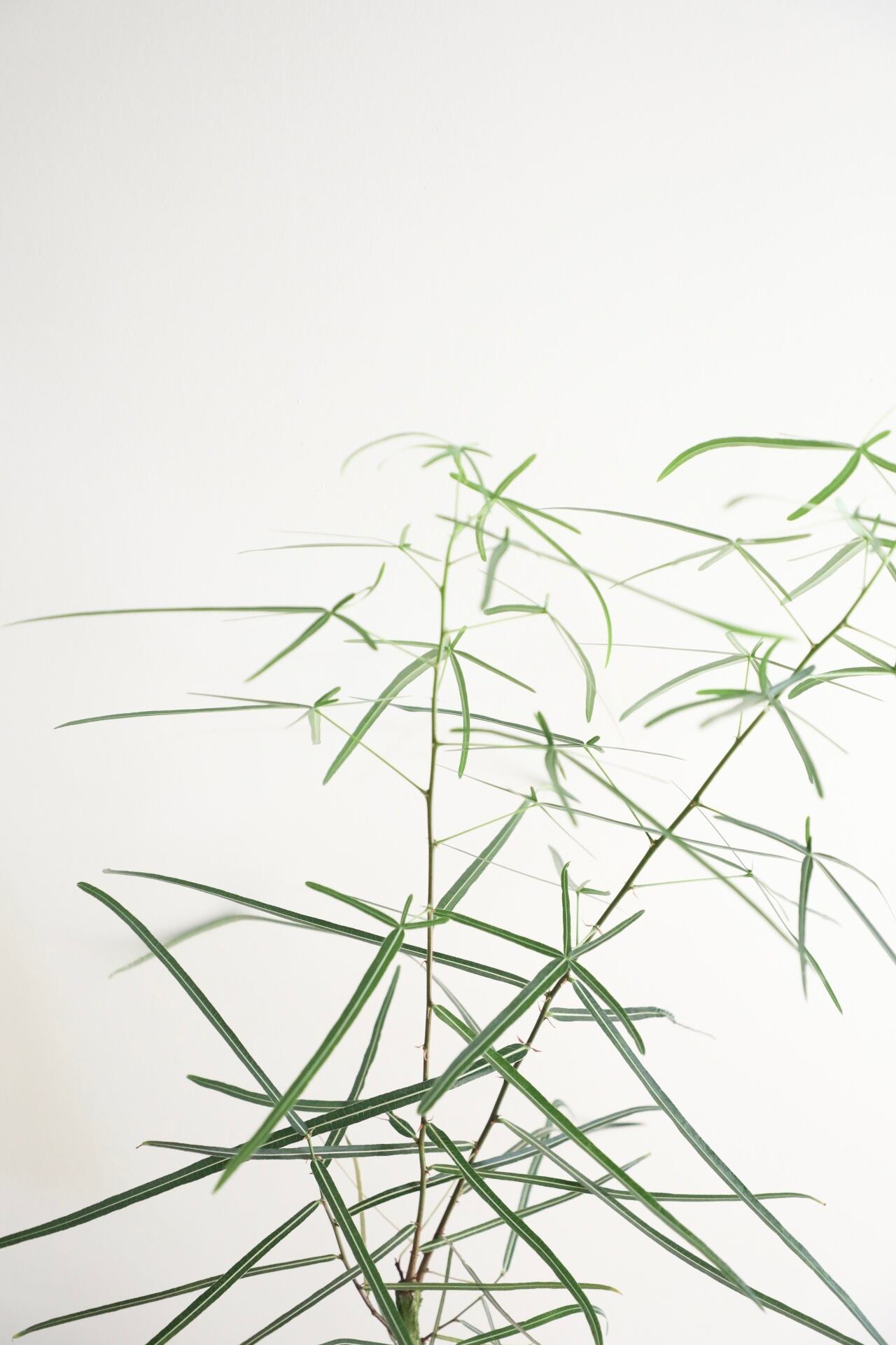 M】ボトルツリー/Brachychiton rupestris ※陶器鉢付き | 【厳選