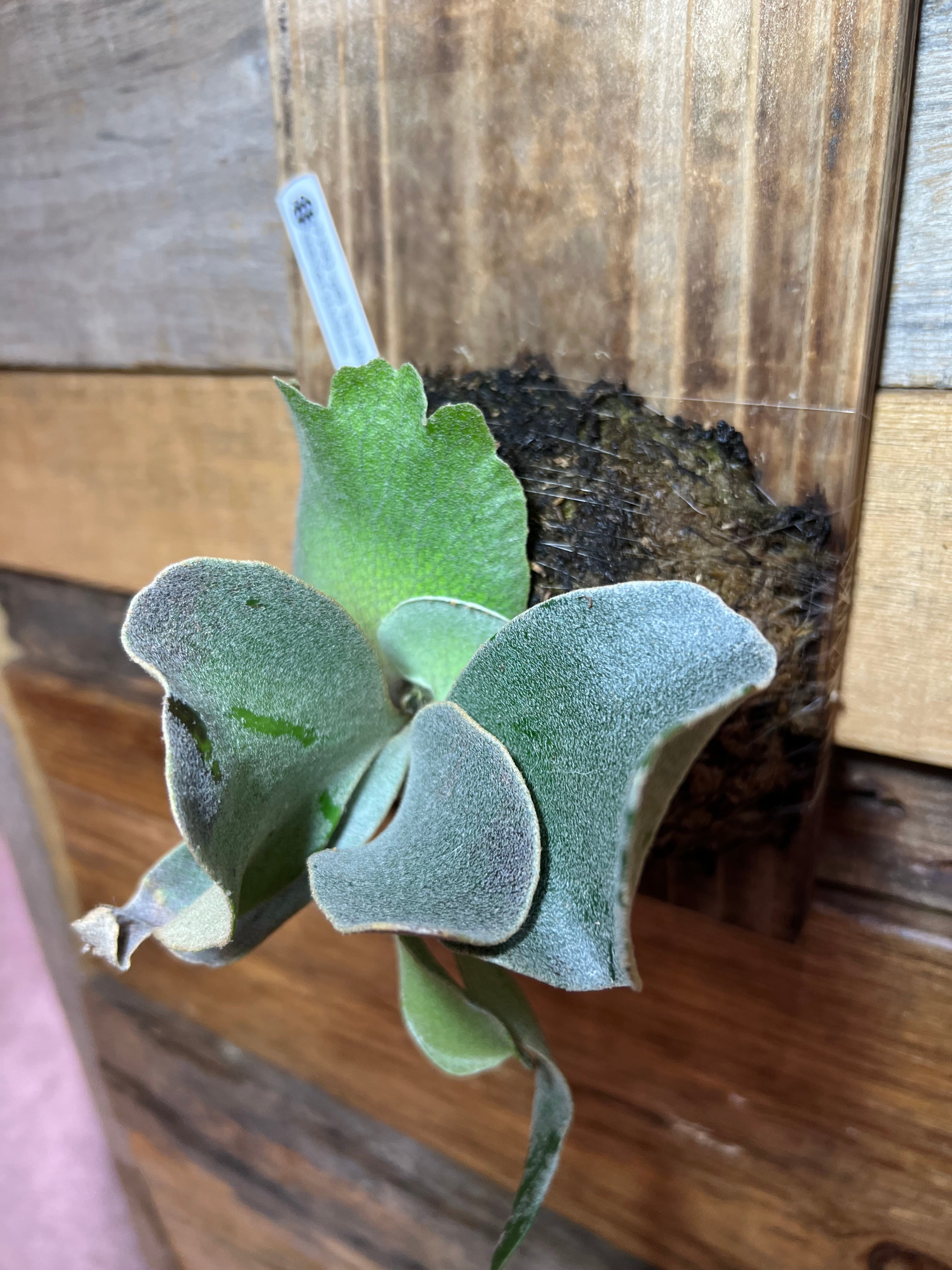 P. FSQ vp#2 'De La Rocha | SHIN & CHANG CO.