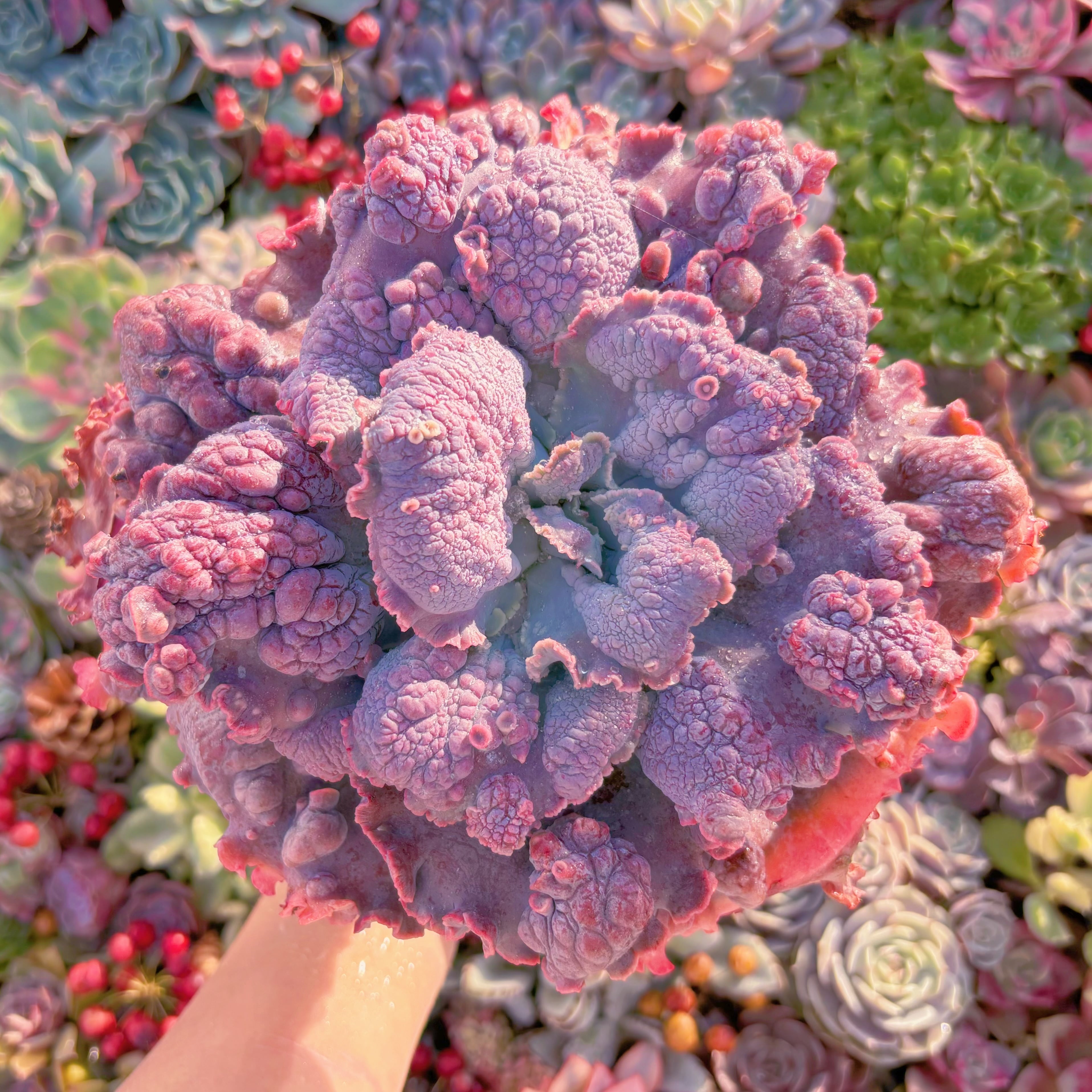 現品　cancanxBaron Bold#B46　特大苗　新入荷　るる農園