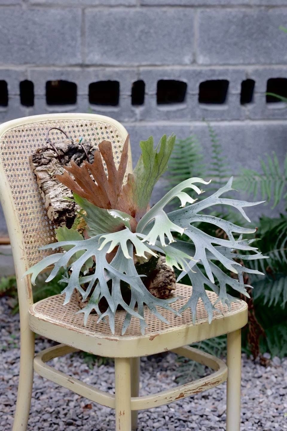 a) P. 'White Hawk' ビカクシダ 'ホワイトホーク' | vandaka plants a) P. 'White Hawk' ビカクシダ 'ホワイトホーク' | vandaka plants