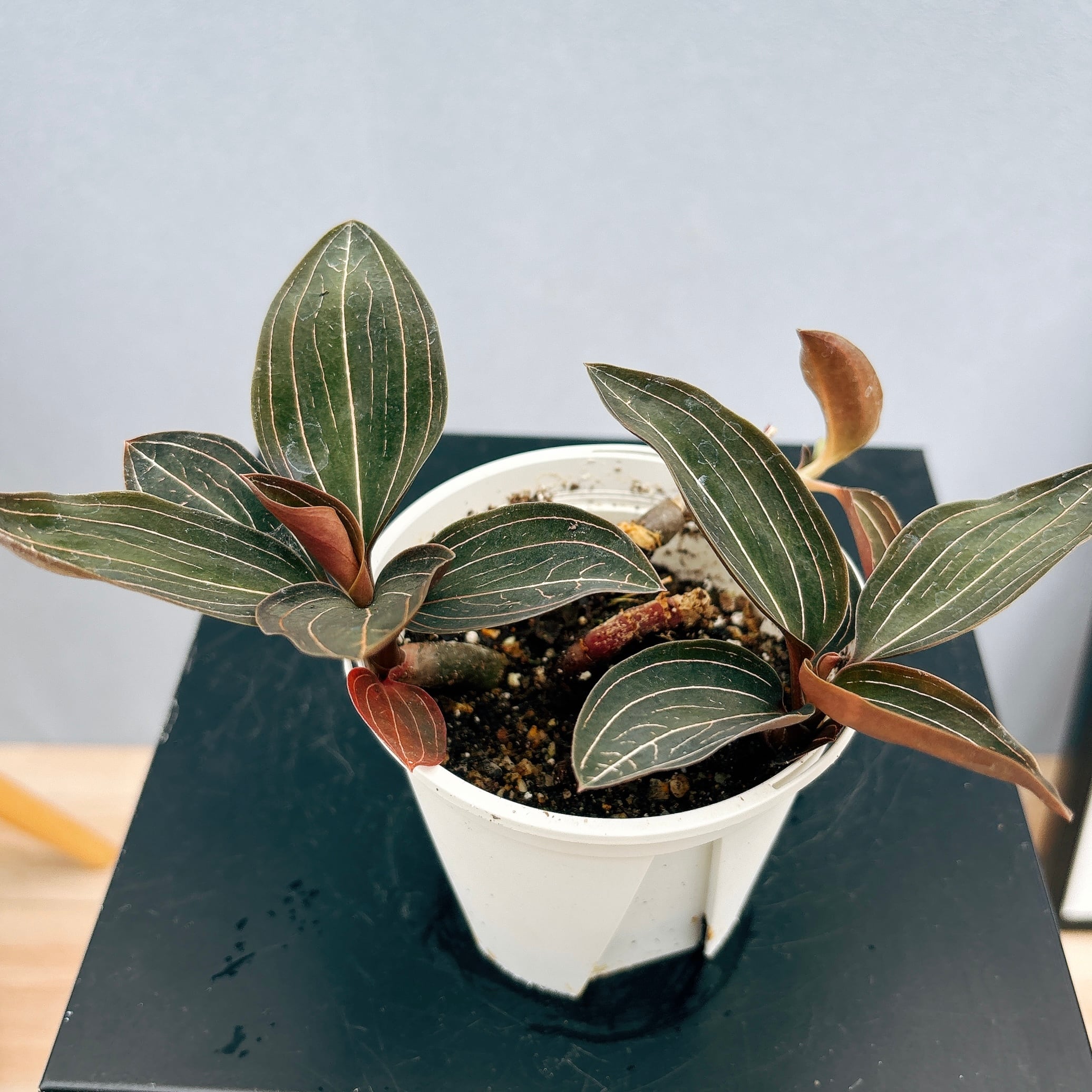 在庫］【希少】☆宝石蘭☆ ルディシア ルミエル 観葉植物 かわいい