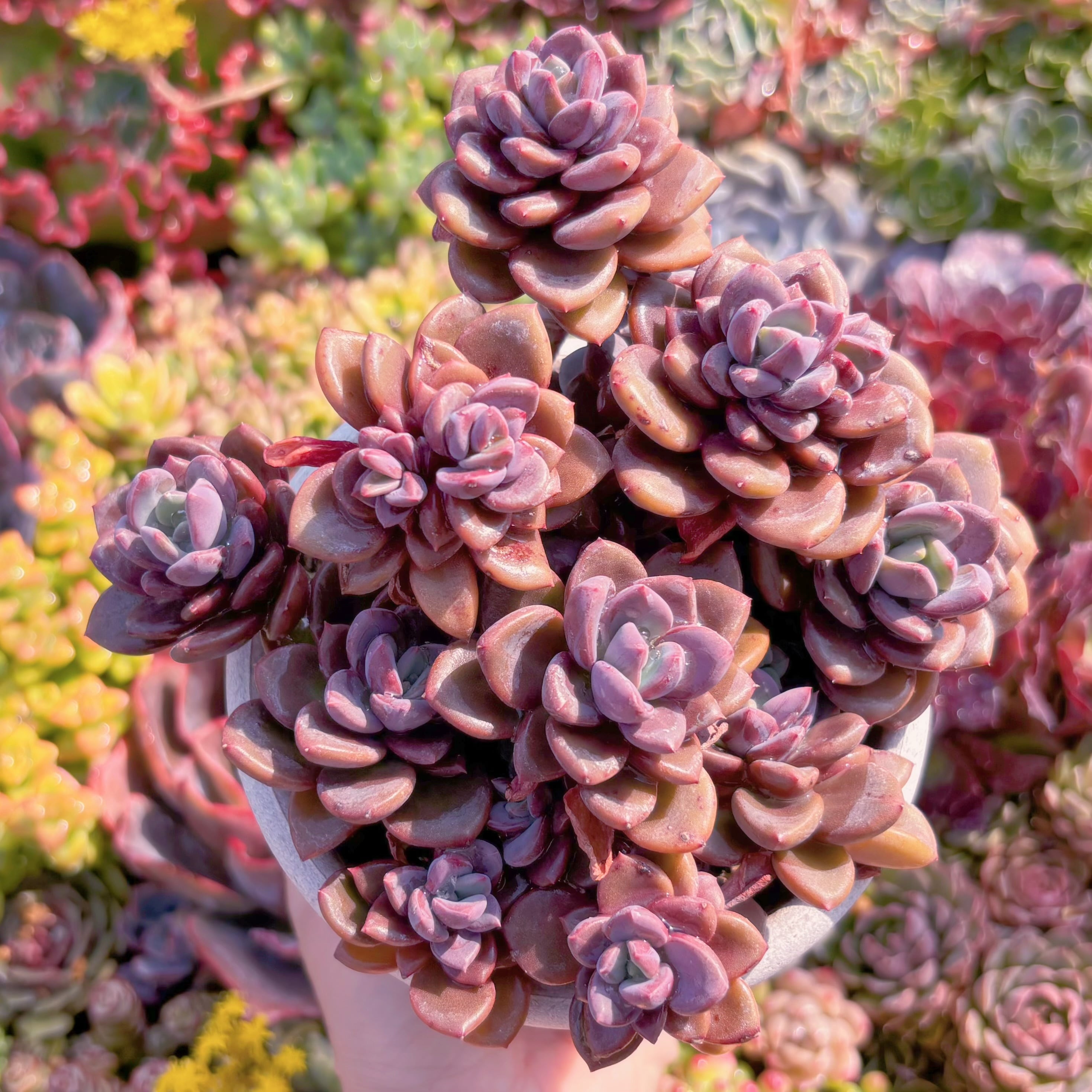 現品　トリュフ(松露)#A067　大群生　希少　在庫僅少　新入荷　るる農園