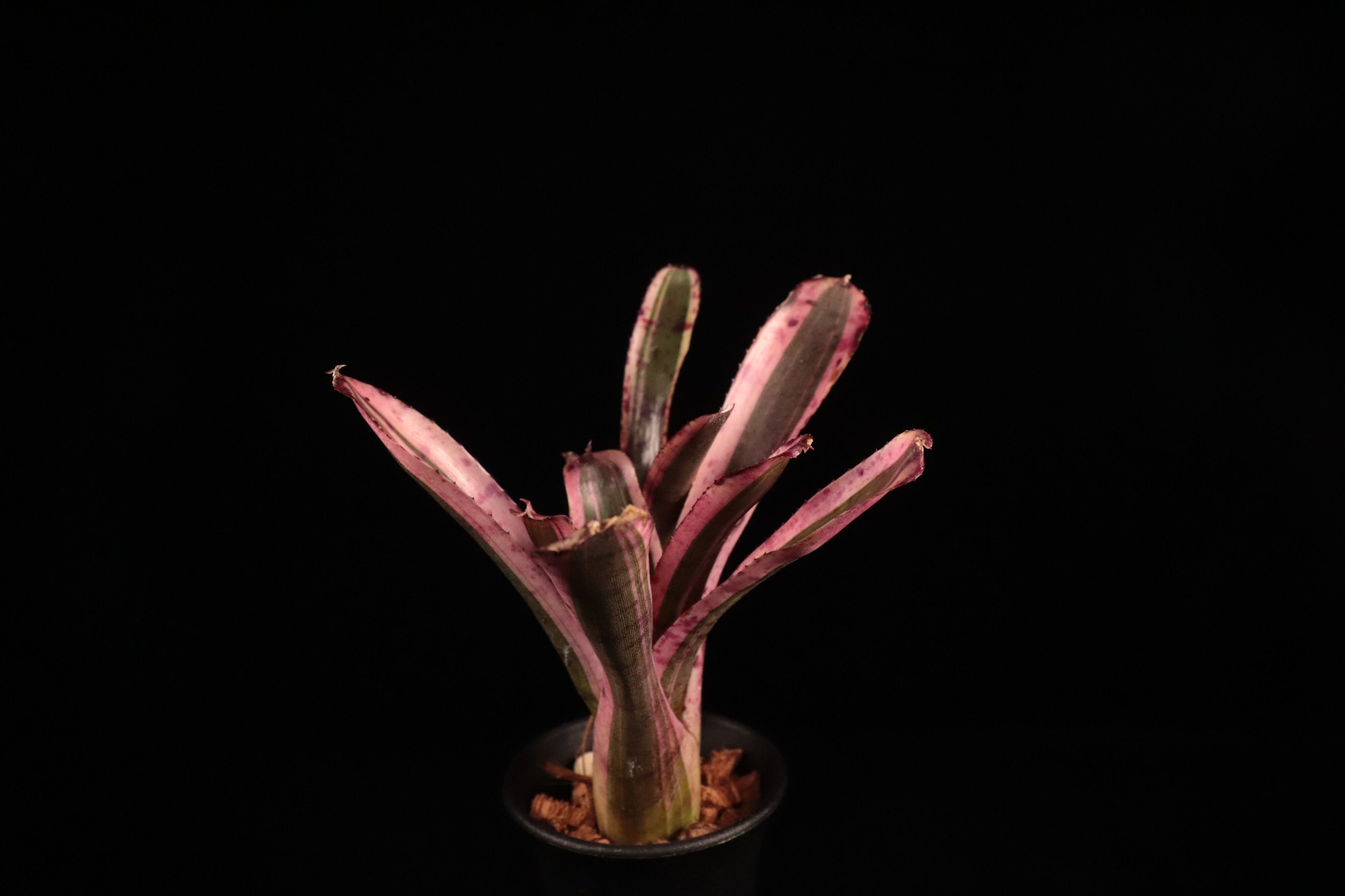 送料無料】Neoregelia 'Star Fire'〔ネオレゲリア〕現品発送N0188