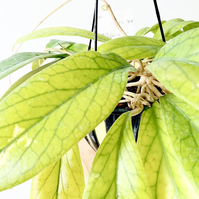【Premium Plants】ホヤ ゴールデンアイ 希少種 初入荷 限定品