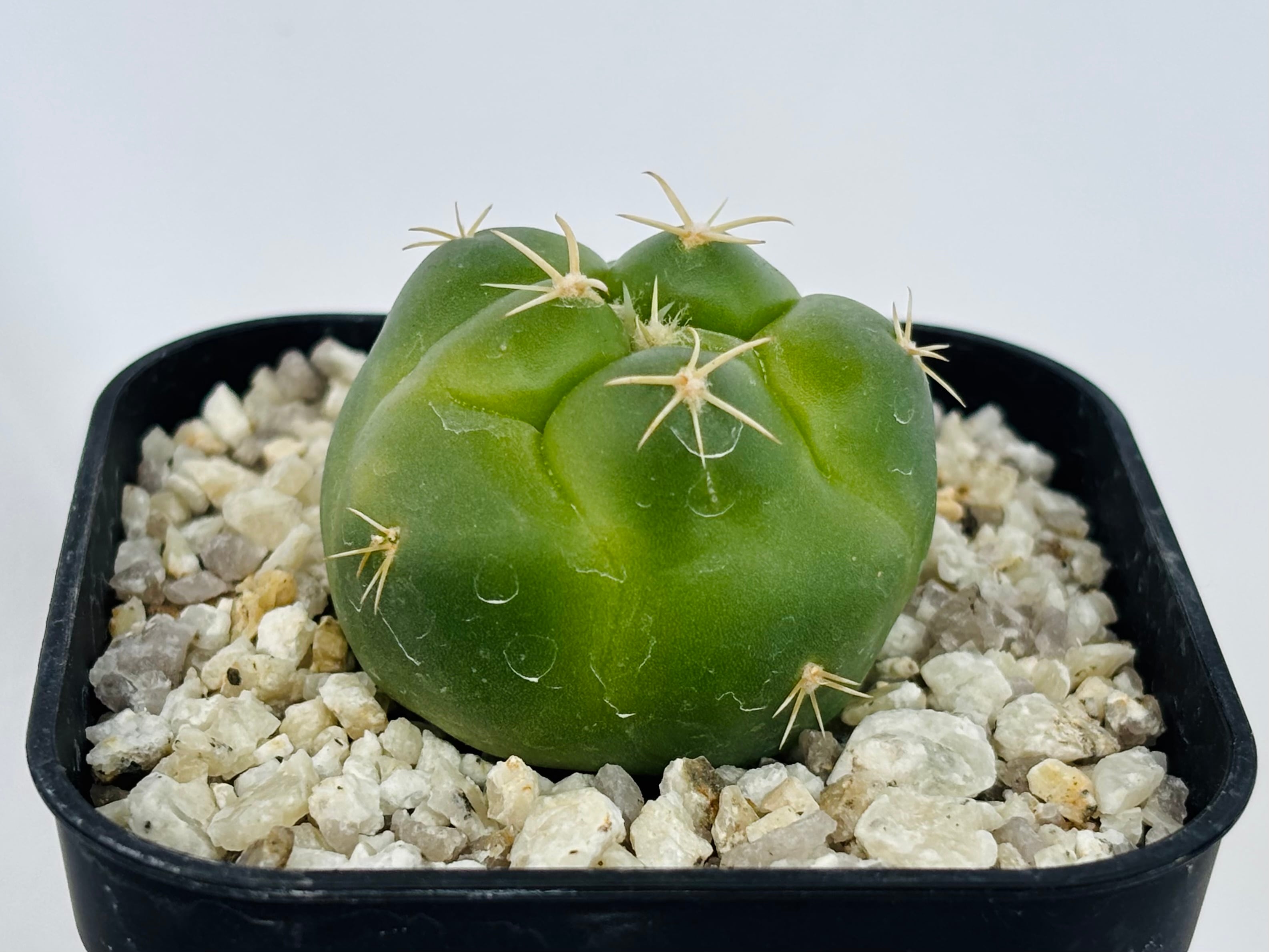 Coryphantha elephantidens コリファンタ 紅葉象牙丸 サボテン