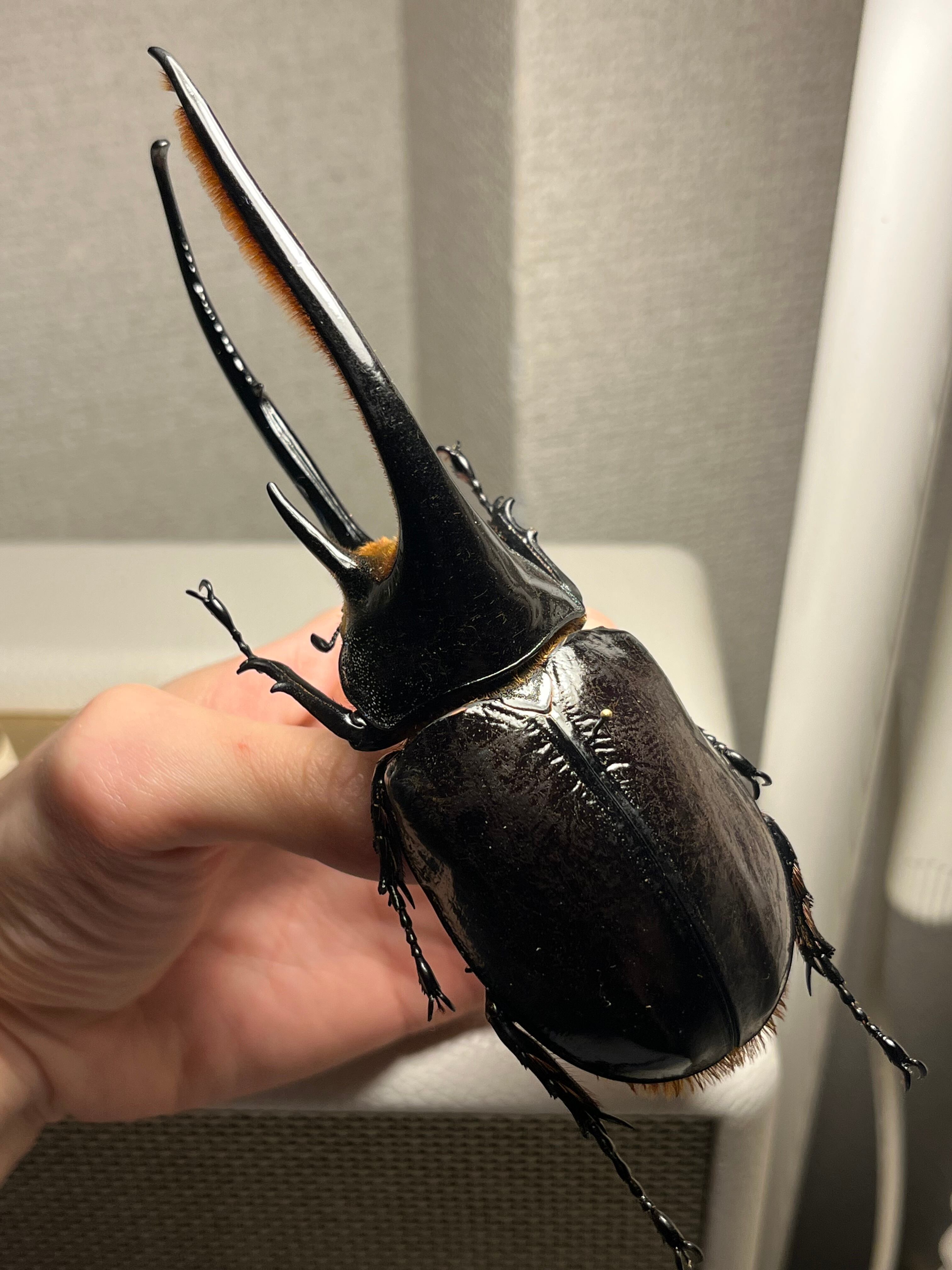 140mm】ネプチューンオオカブト 標本 Dynastes neptunus ♂ヘラクレス 140mm】ネプチューンオオカブト 標本 Dynastes neptunus ♂ヘラクレス