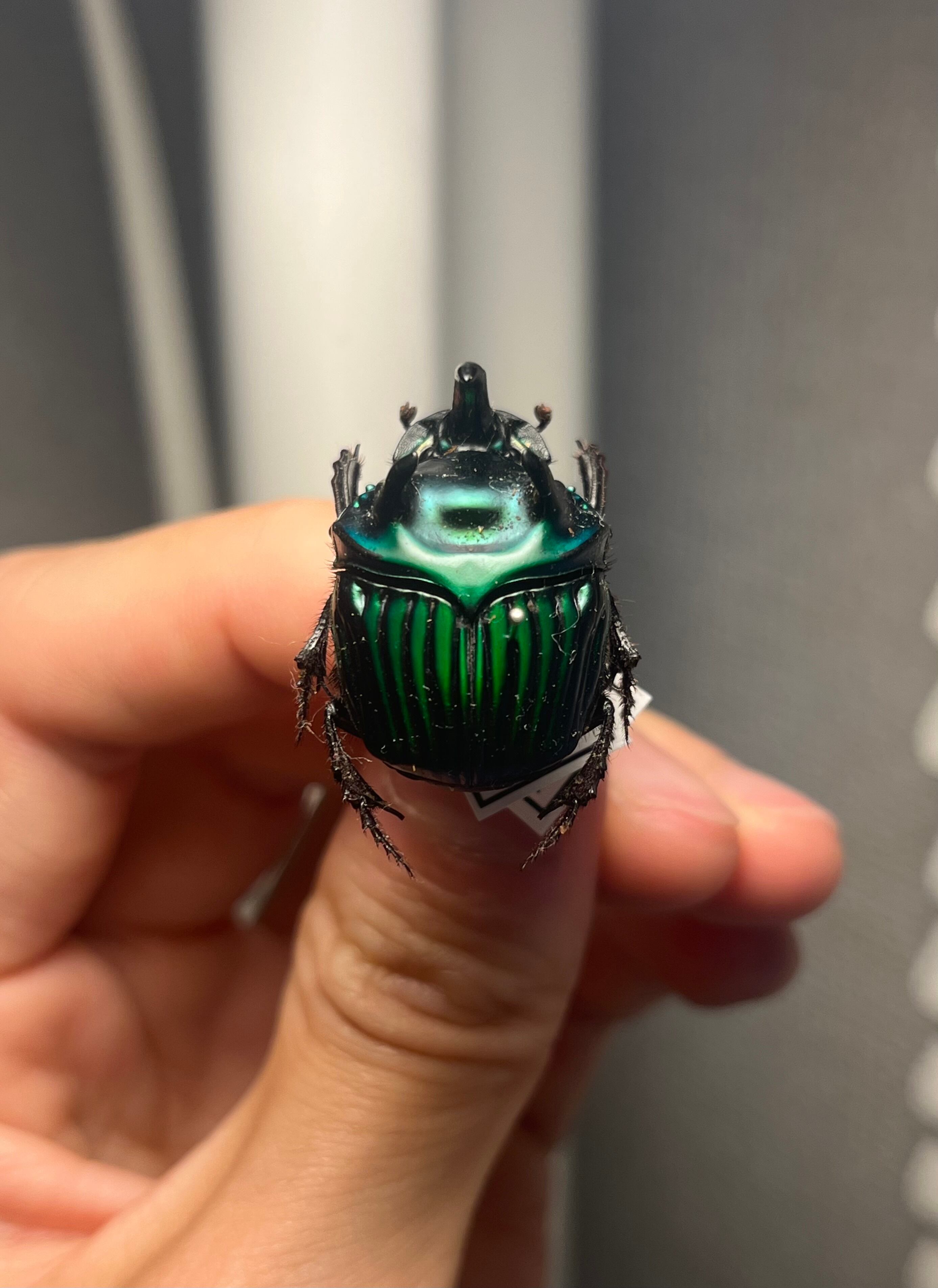 【特大極美】Lycus sp.コメツキムシ 52mmコガネムシゾウムシ昆虫標本 特大極美】Lycus sp.コメツキムシ 52mmコガネムシゾウムシ昆虫標本