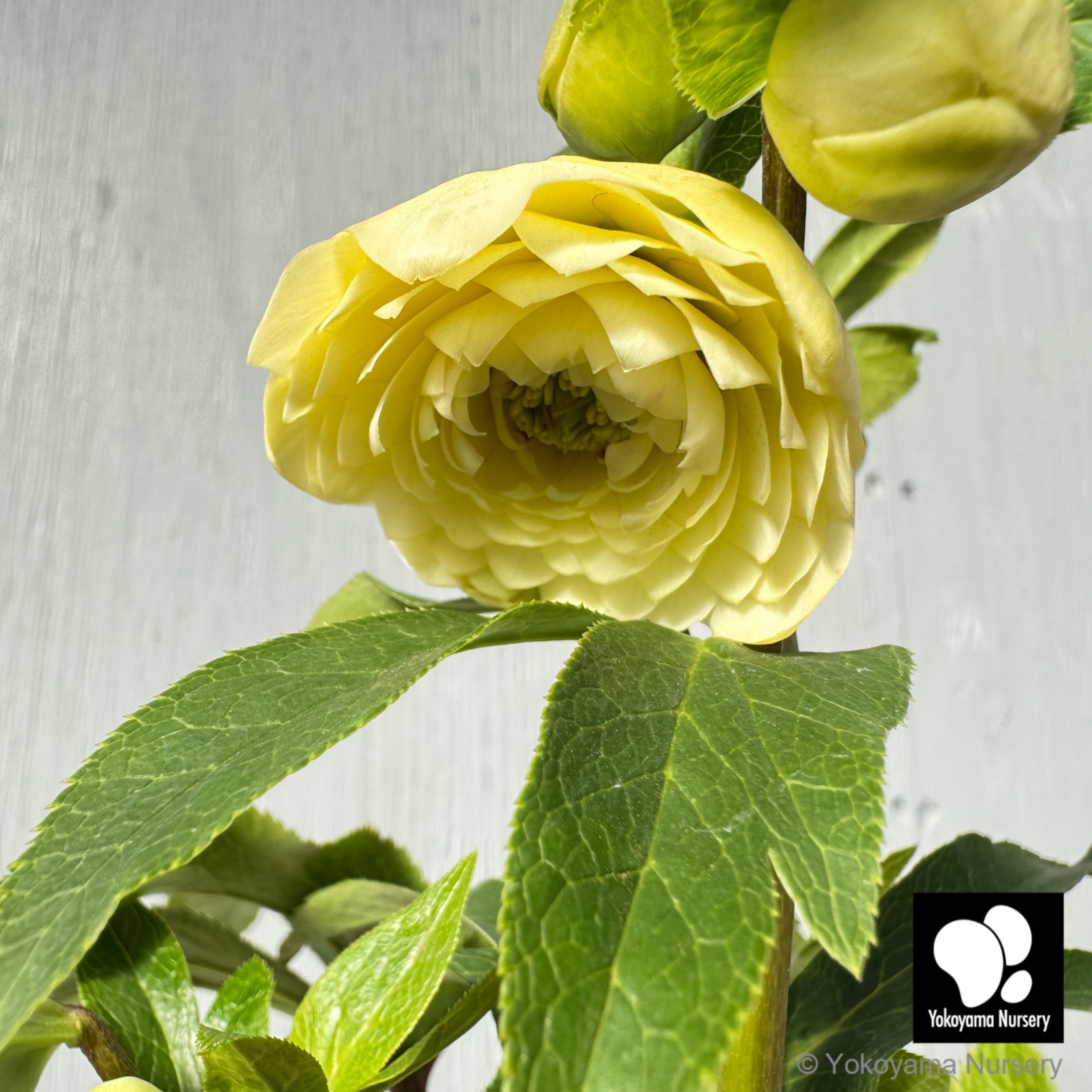 抽選販売】［1］ クリスマスローズ プリマドレス クリーミーイエロー