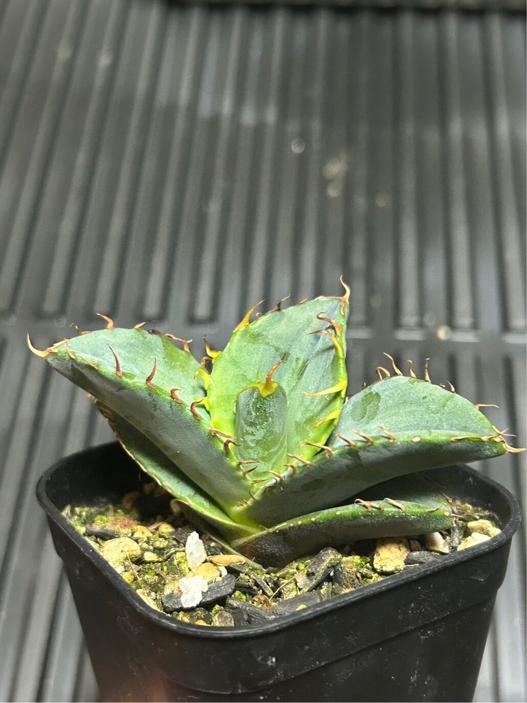 【 64 】oteroi seedling ②