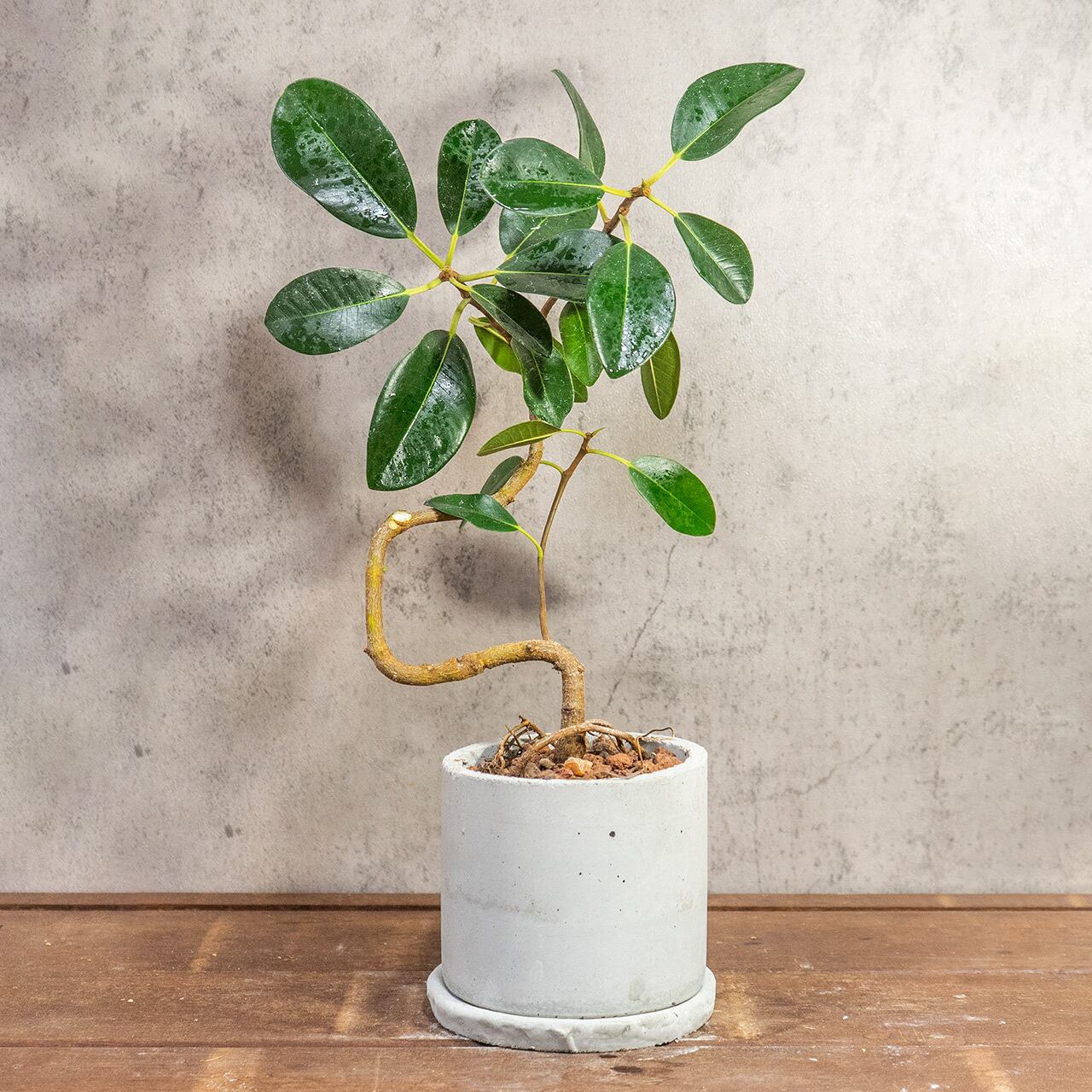 渇きが良くて虫発生も抑える用土を使用。小ぶりな葉が可愛い、美しい曲がりのフランスゴムの木【手作りモルタル鉢】