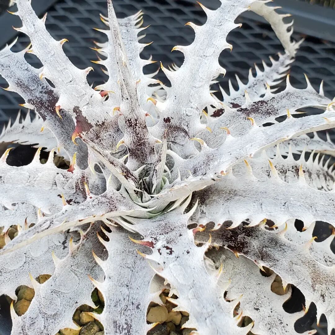 F00380_Dyckia 'Branca de Neve'：ディッキア・ブランカ・ジュ・ネヴェ