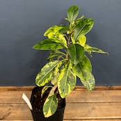 フランスゴム 斑入【1022】