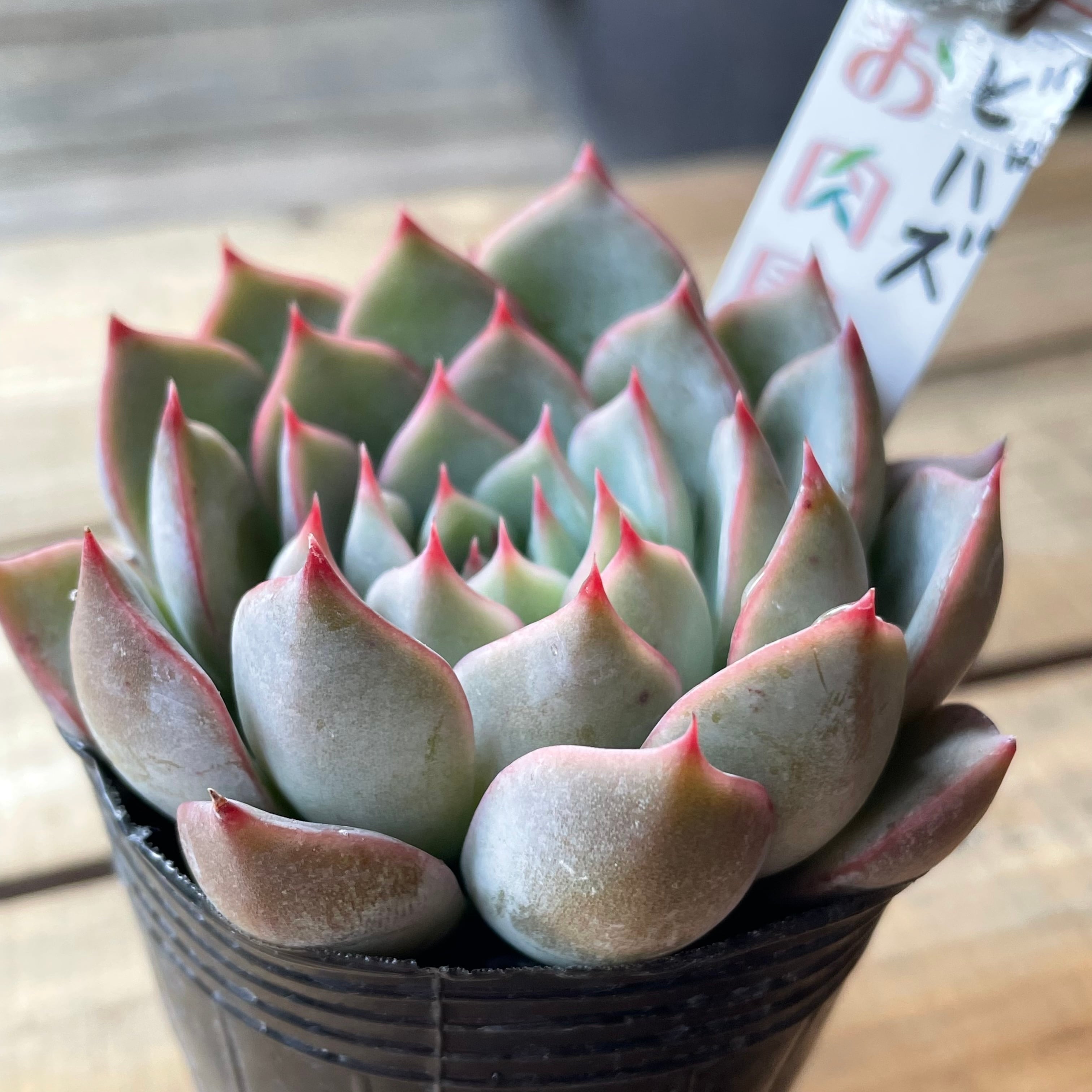 ビバズ | RuPo 多肉植物専門店