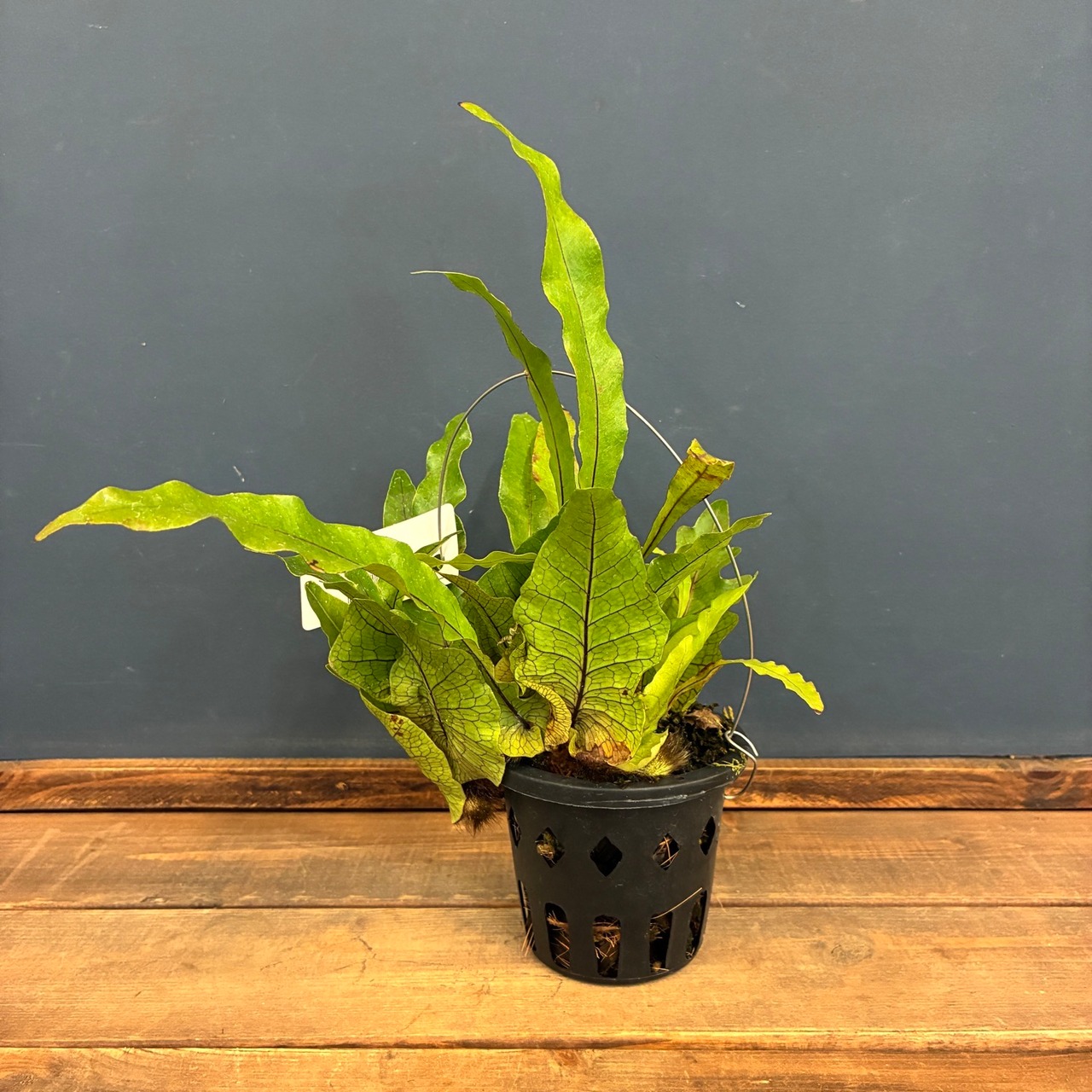 【伊藤蟻】Drynaria quercifolia Lahat, South Sumatra【1114】