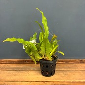 【伊藤蟻】Drynaria quercifolia Lahat, South Sumatra【1114】