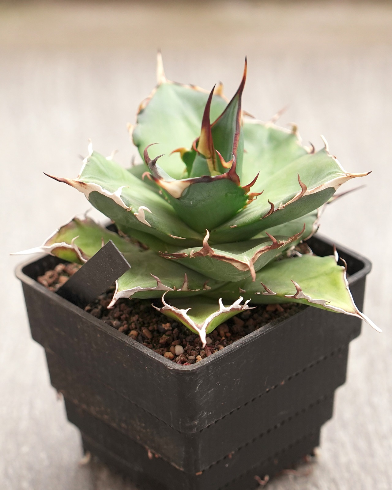 発根済カット苗 アガベ ハデス Agave titanota 'Hades'
