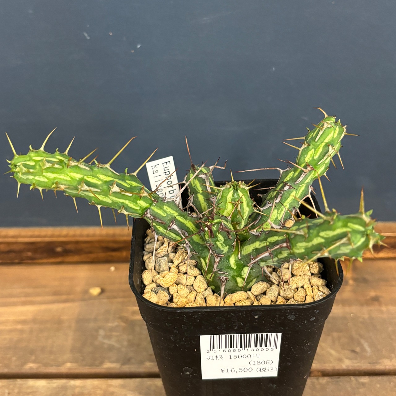 ユーフォルビア　カリサナ【298】