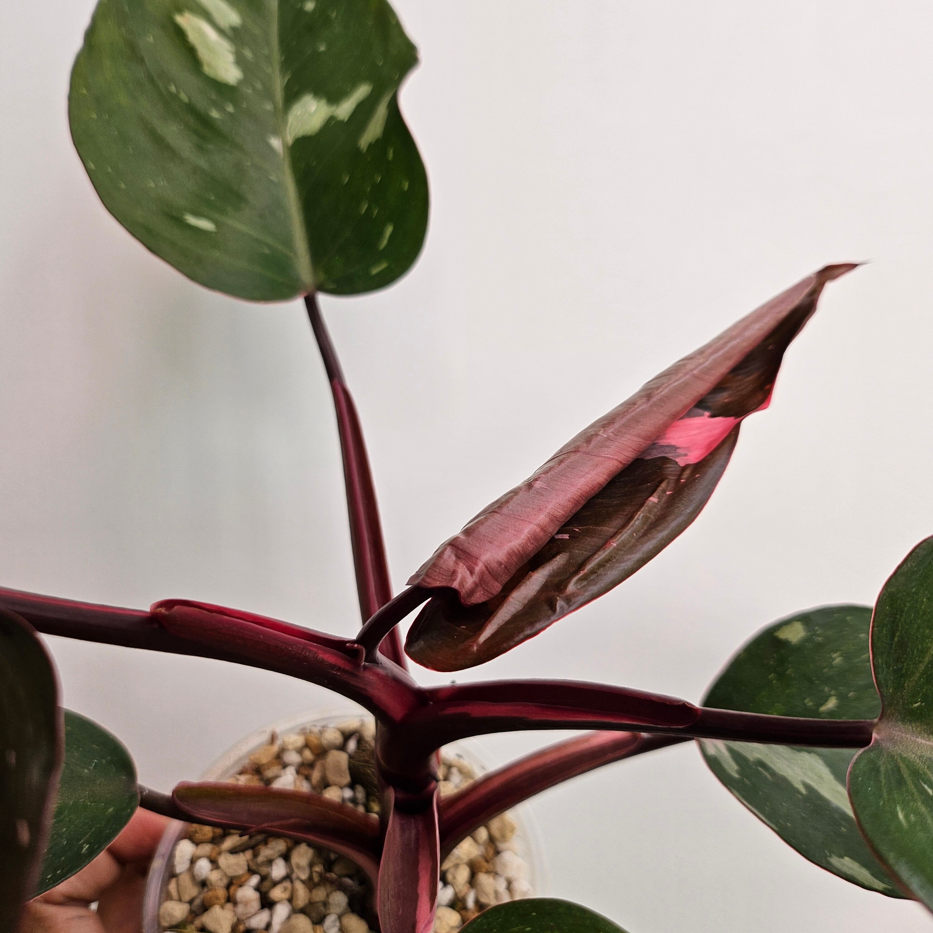 レア】フィロデンドロン ロンギロバタム 斑入り【Philodendron