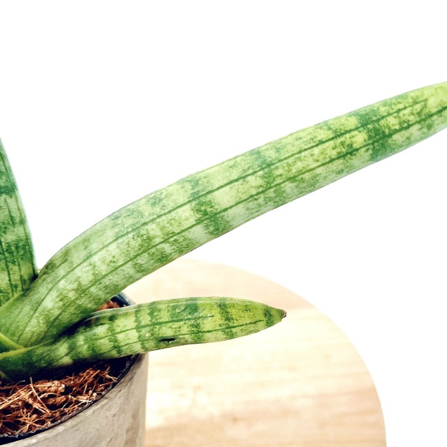 《人気》サンスベリア ボンセレシス 観葉植物 calm cafe