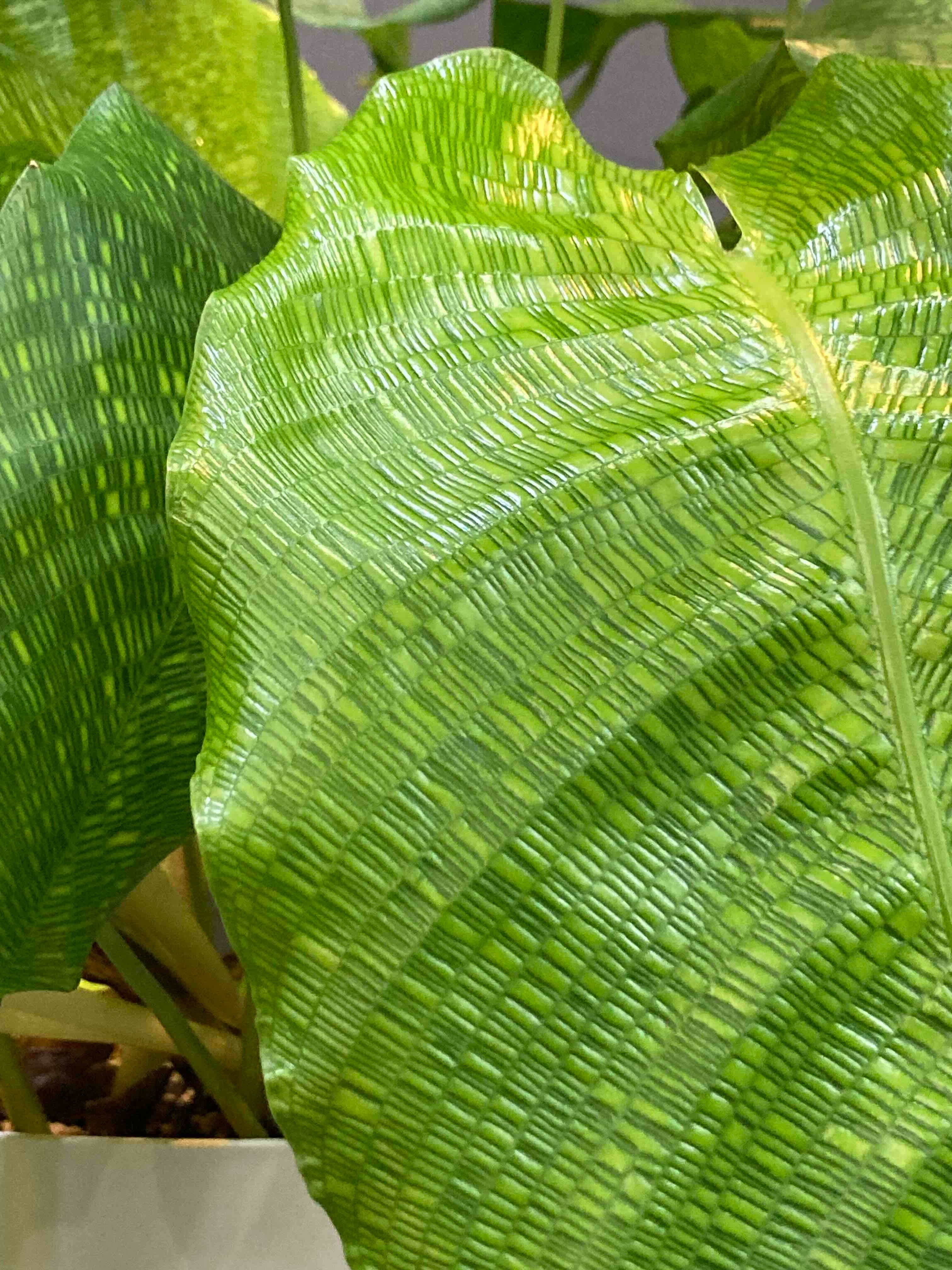 カラテア・ムサイカ