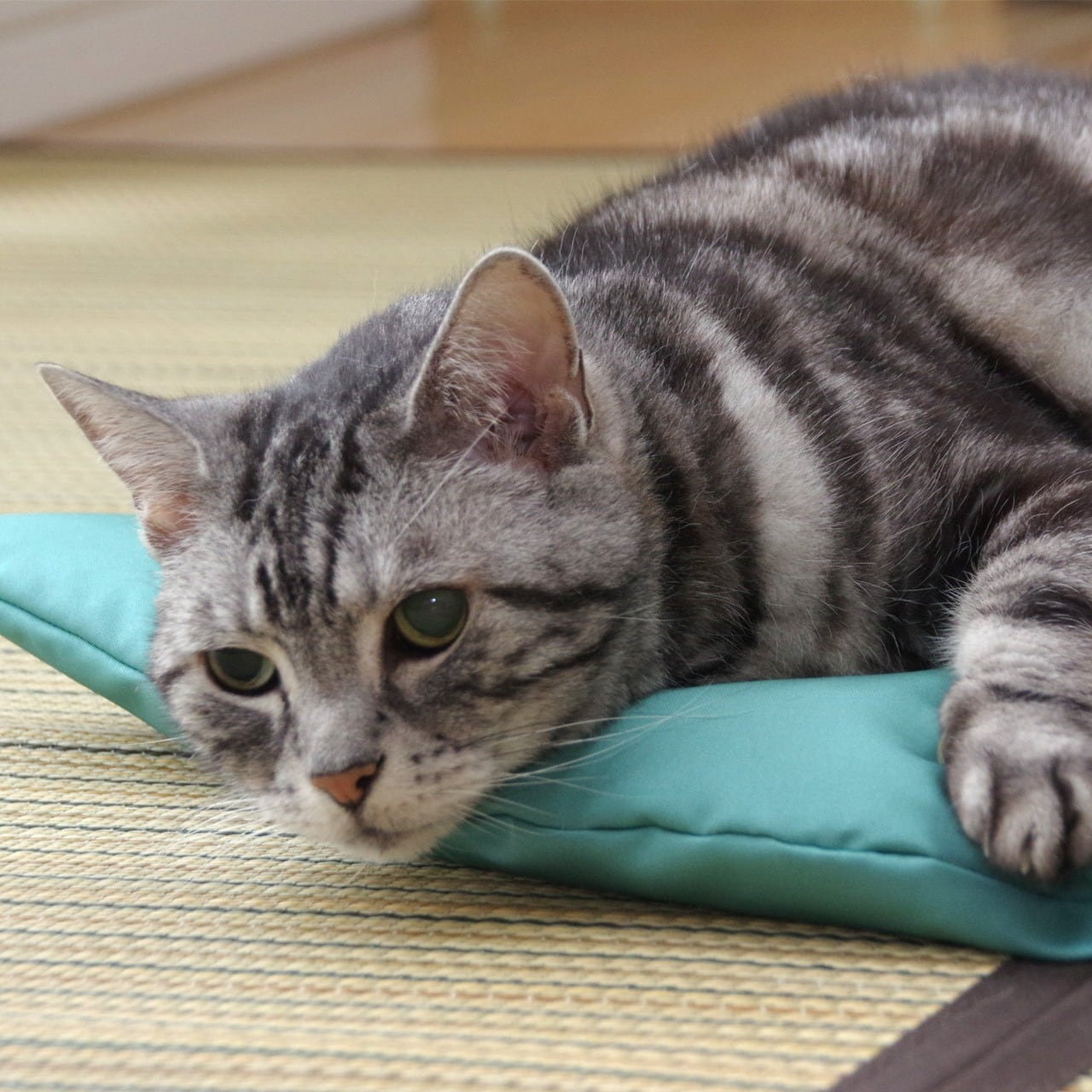 冷感！猫のしあわせ座布団（接触冷感）｜暑さがこたえる夏向け涼しい