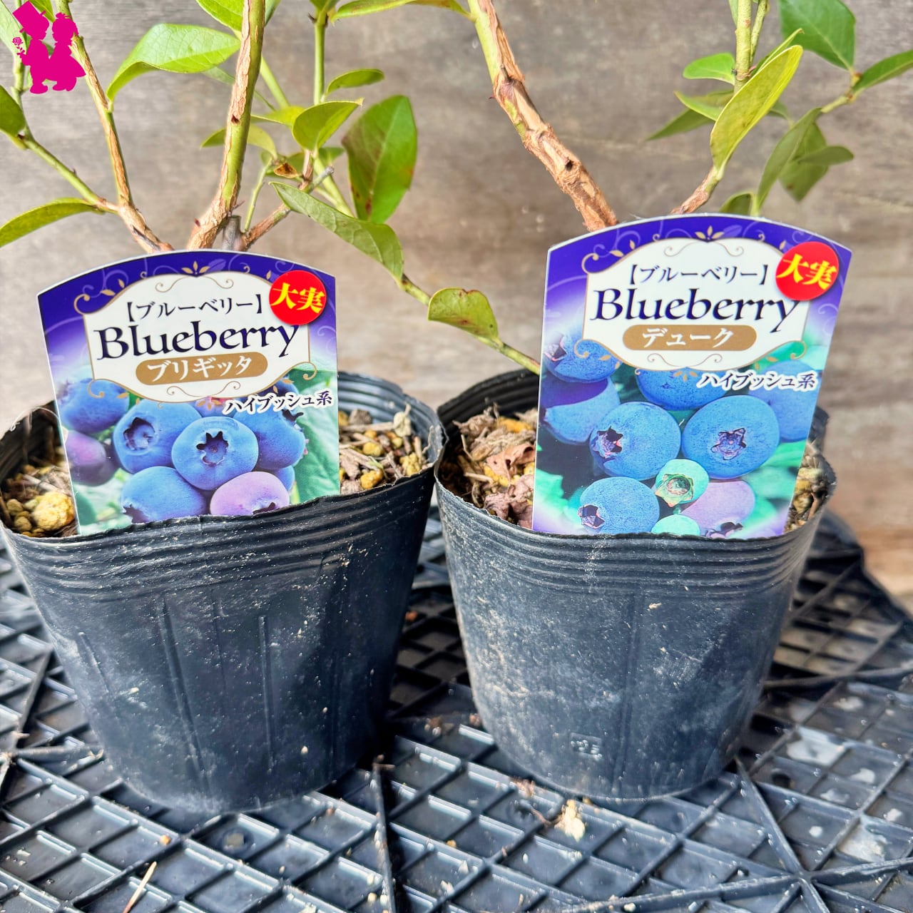 DJ MALU ブルーベリー　blueberry #01 & #02 ミックス DJ MALU ブルーベリー blueberry #01 & #02 ミックス DJ MALU