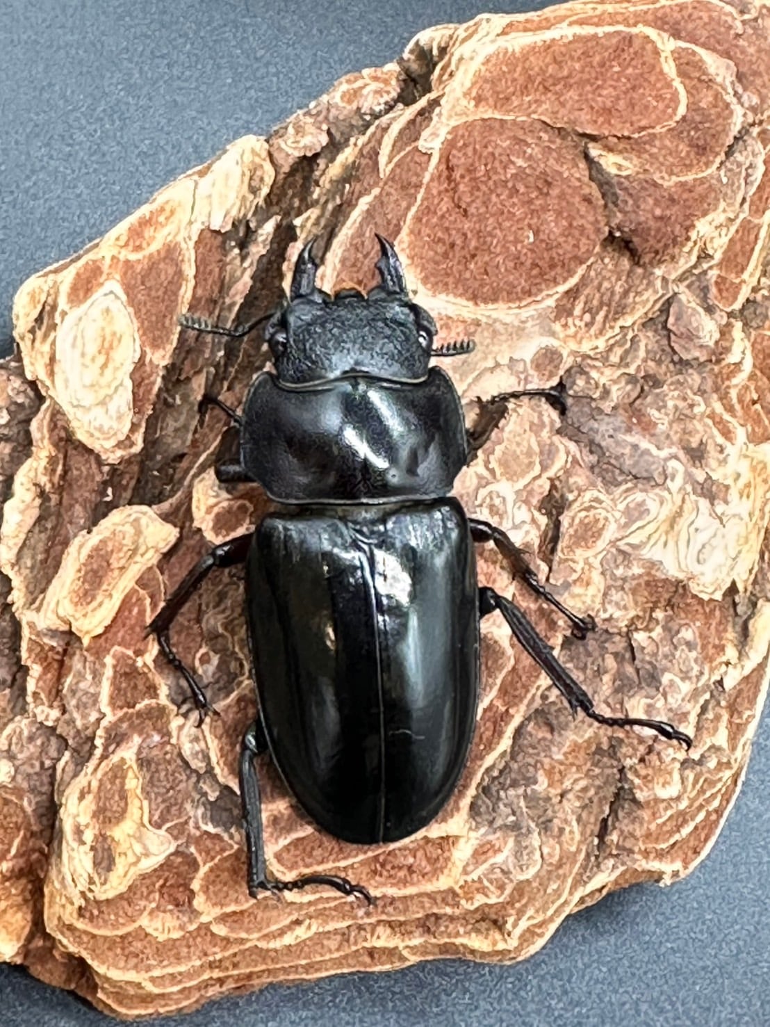 CBF2】《エロンガトゥスフタマタクワガタ（0151） ♂ 62mm /♀フリー