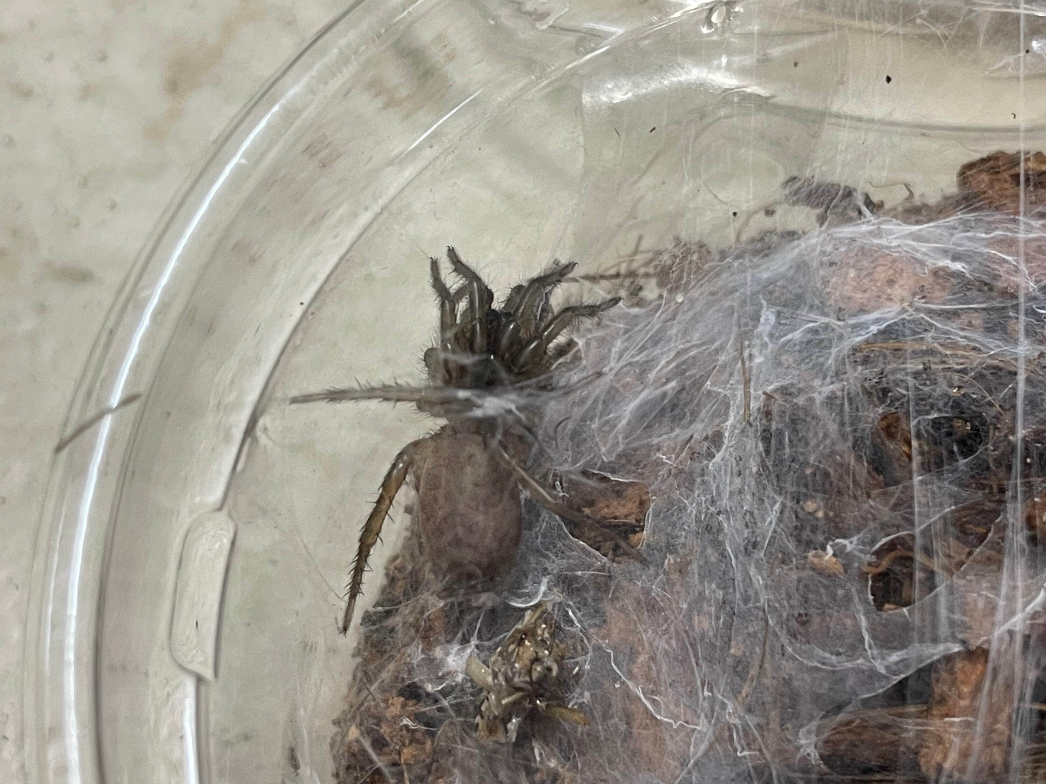 Macrothele raveni 中国産ジョウゴグモ | 奇蟲・昆虫・甲殻類販売 crab