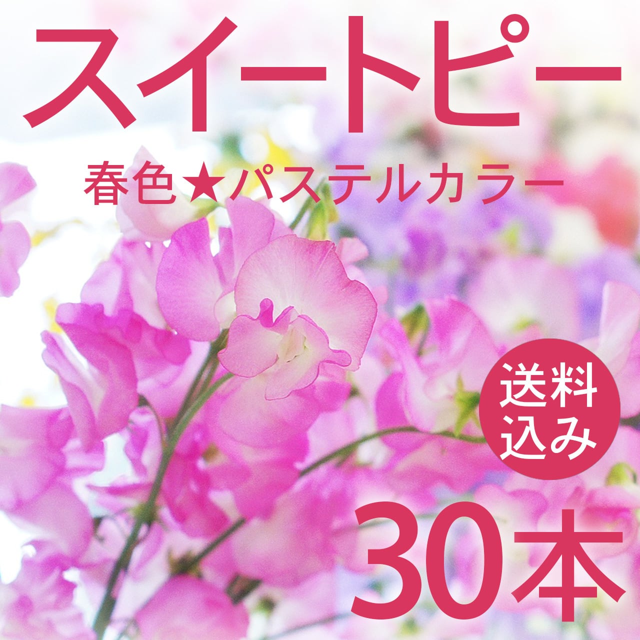 スイートピー 30本〈送料込み〉春色☆パステルカラー☆フラワーロス