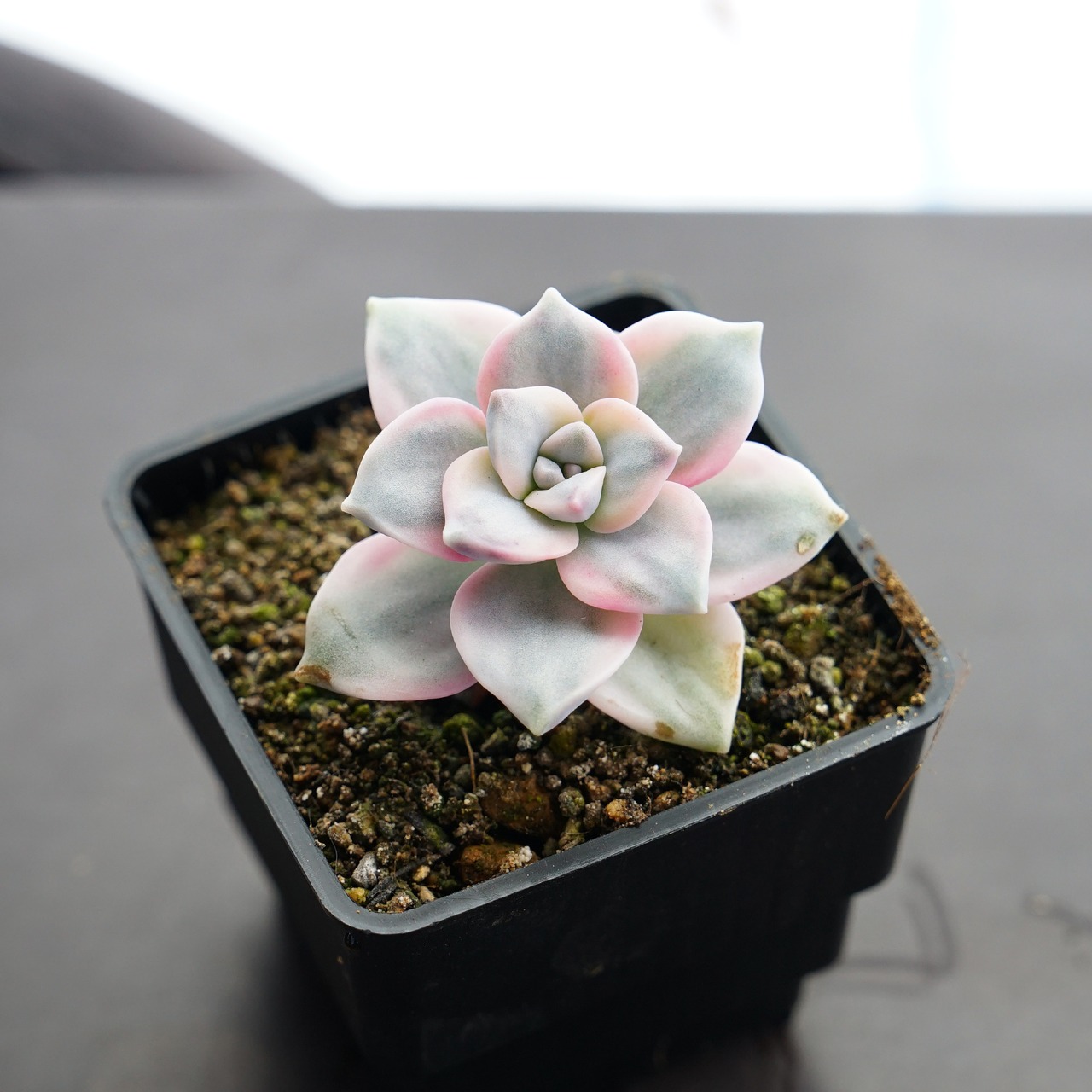 カット苗 パープルディライト錦 Graptopetalum 'Purple Delight Variegated'