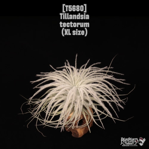 Tillandsia tectorum XL〔ティランジア〕T5958