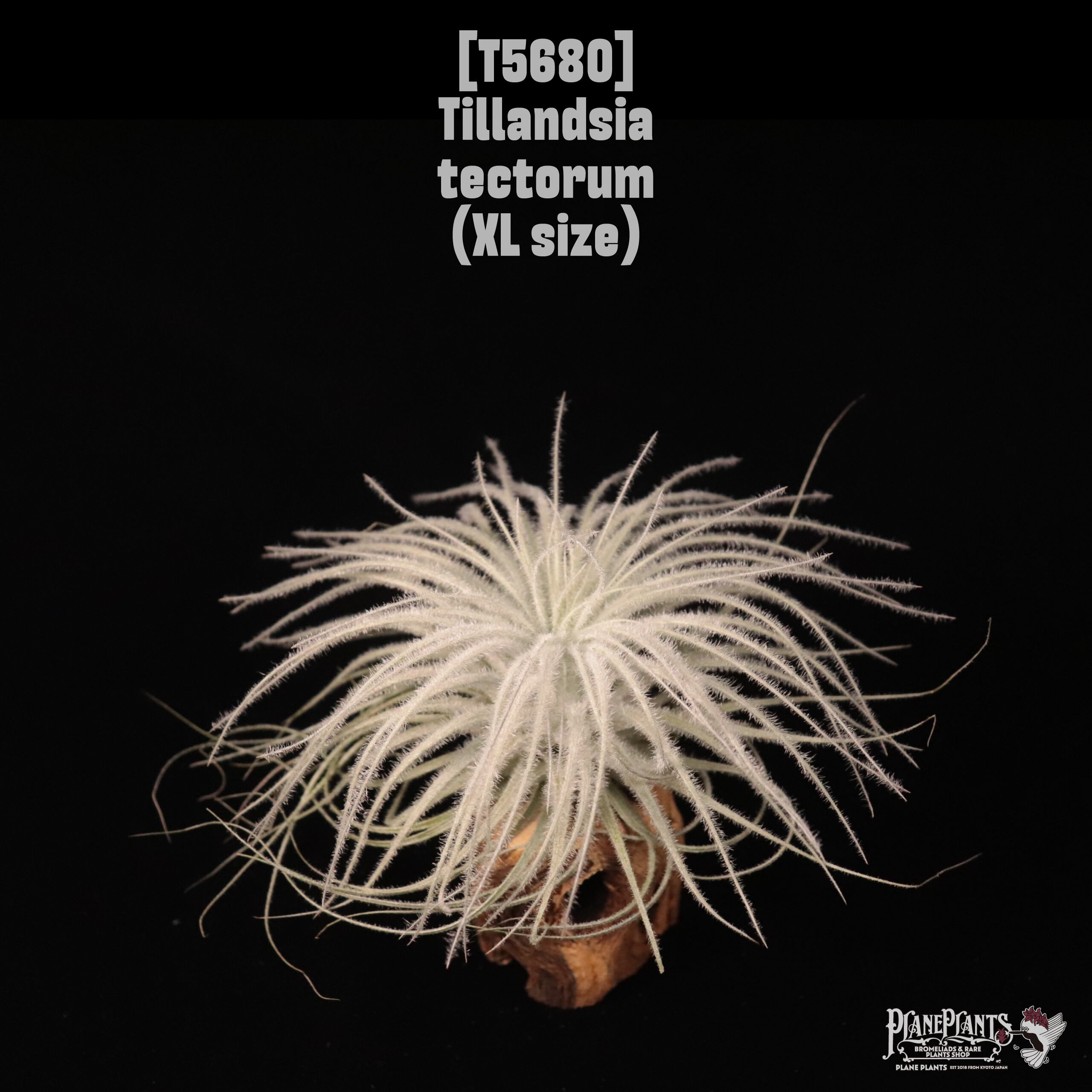 Tillandsia tectorum XL〔ティランジア〕T5958