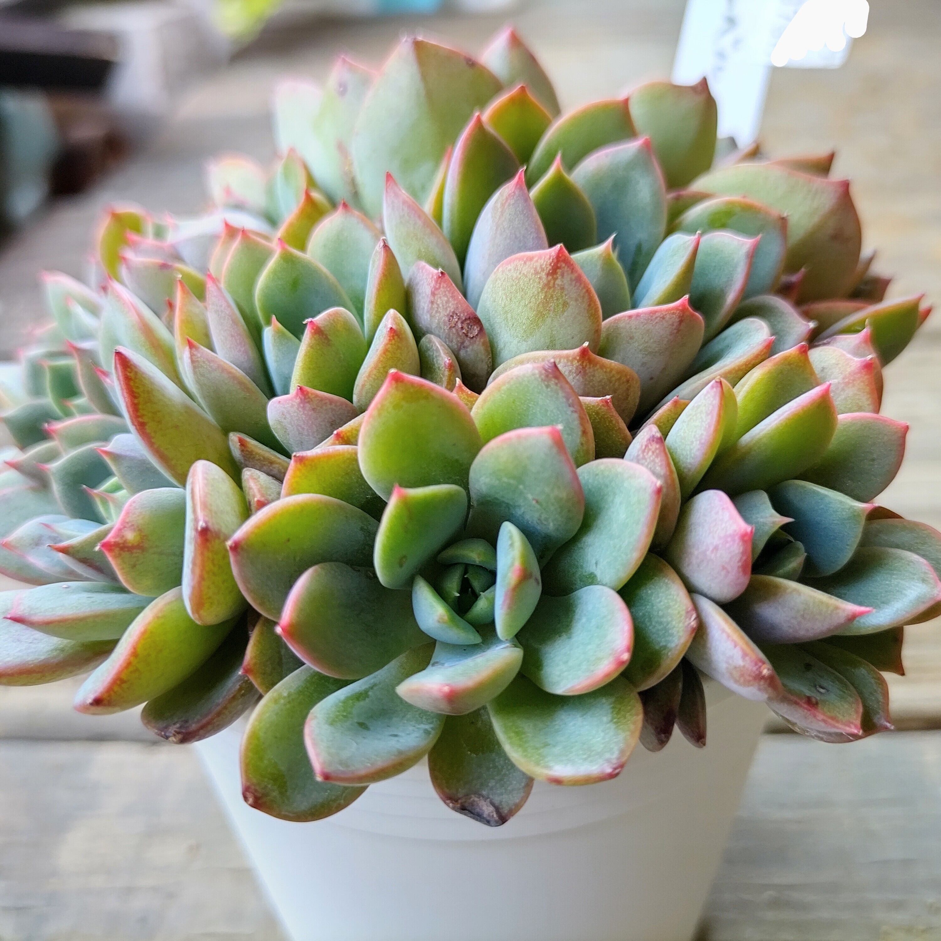 ティンカーベル群生 | RuPo 多肉植物専門店