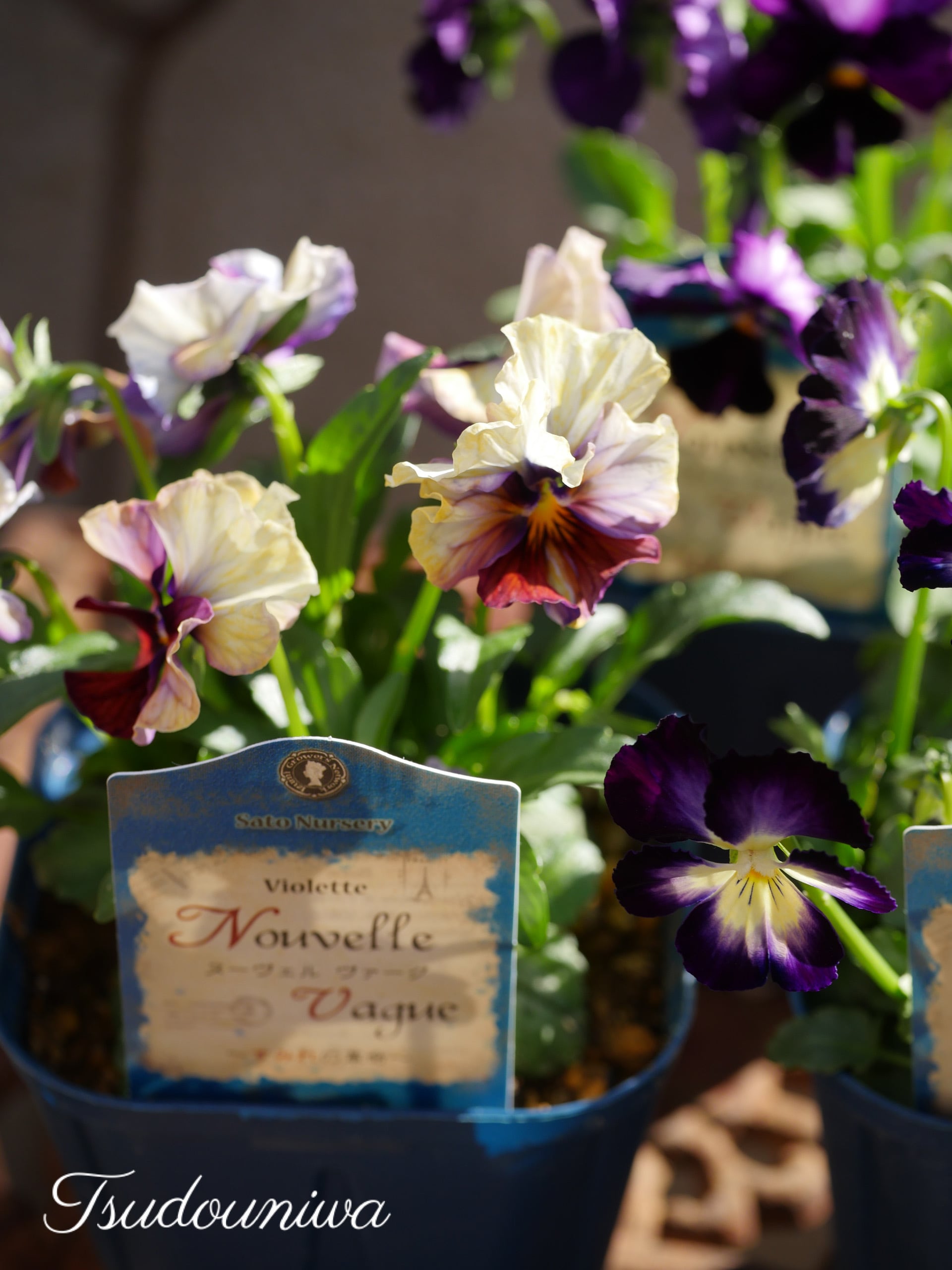 ヌーヴェル・ヴァーグ セレクション〈2枚組〉 【公式通販】