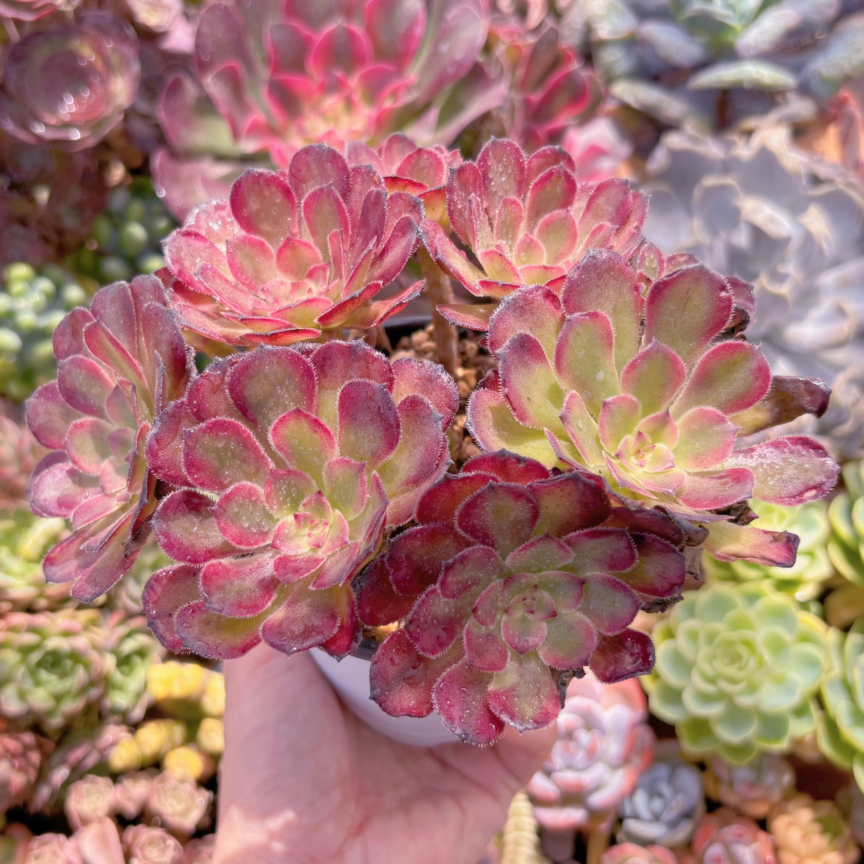 現品 ブラックチェリー#862 大群生 るる農園 | るる農園~多肉植物専門