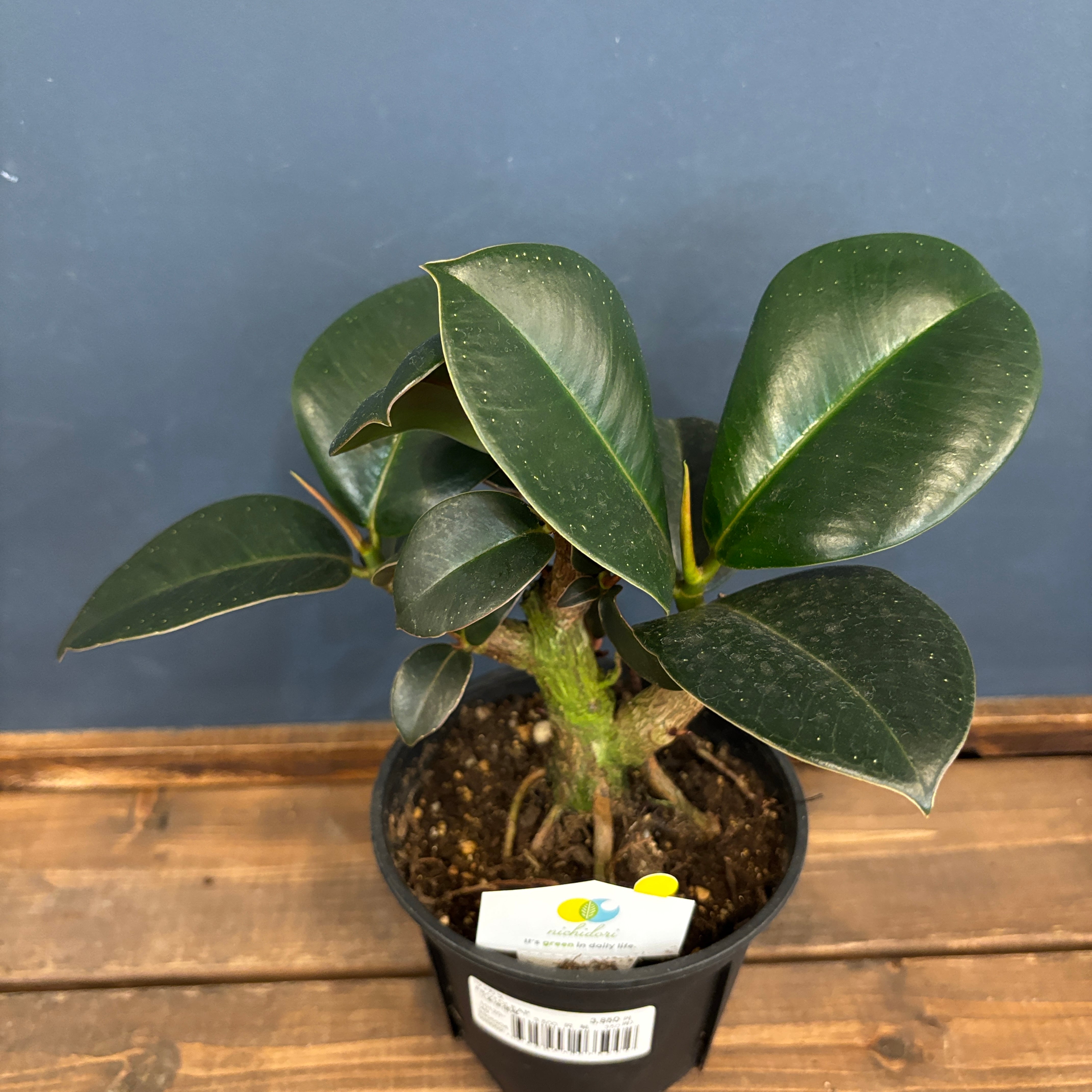 フィカス トリカラー + フィカス ソフィア