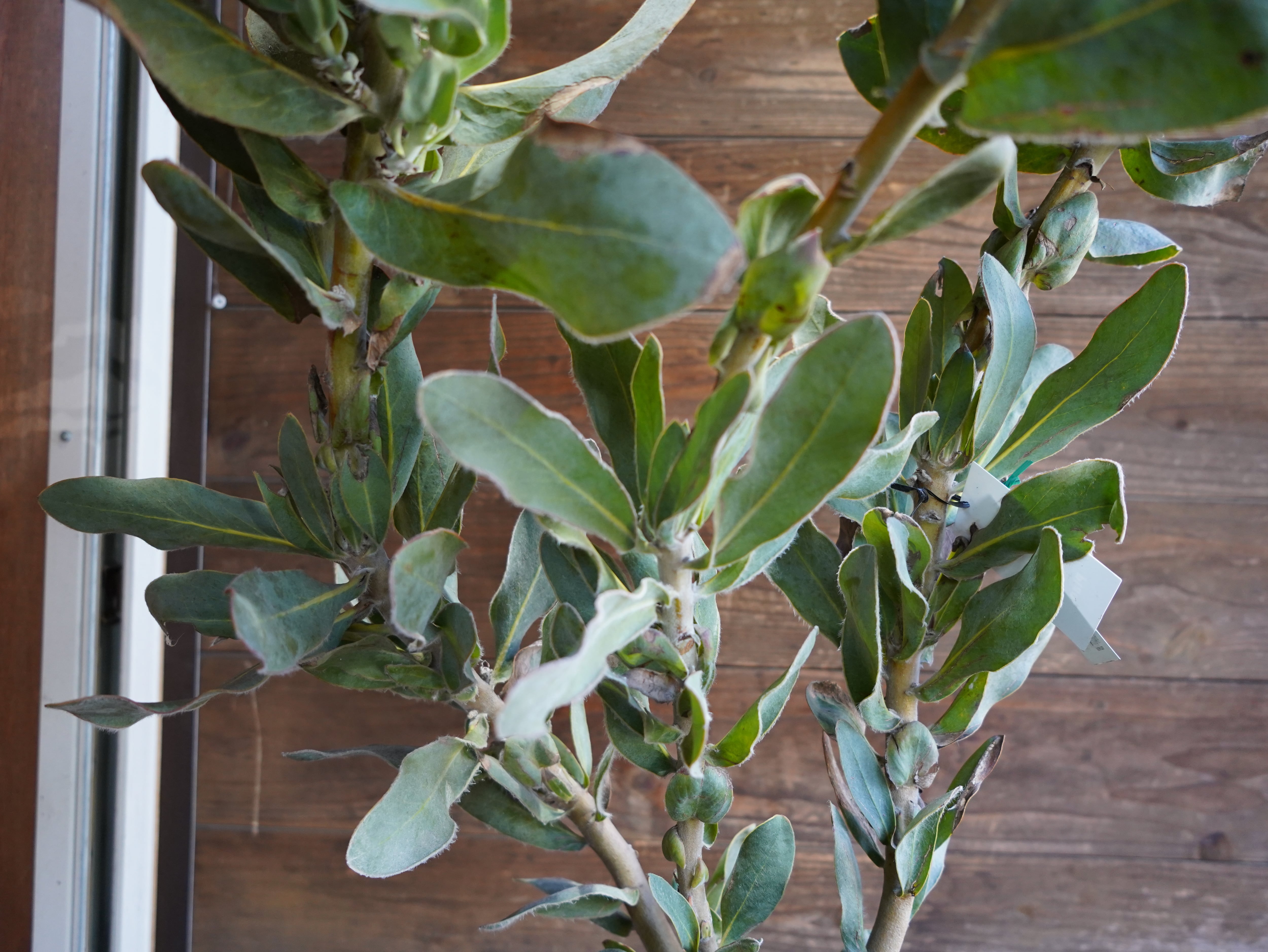 【現物】プロテア　"マグニフィカ"