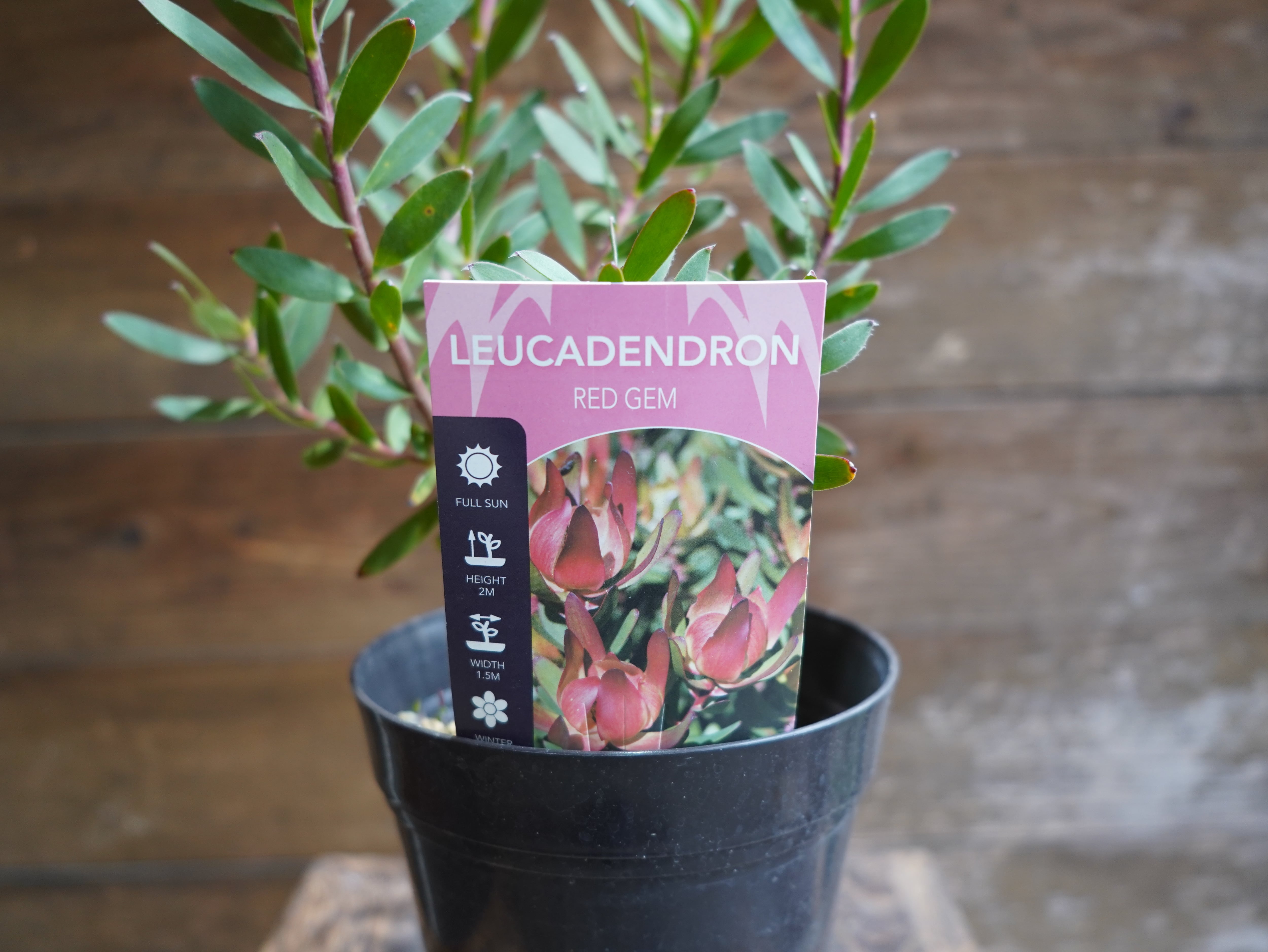 【現物】リューカデンドロン　”Red Gem”