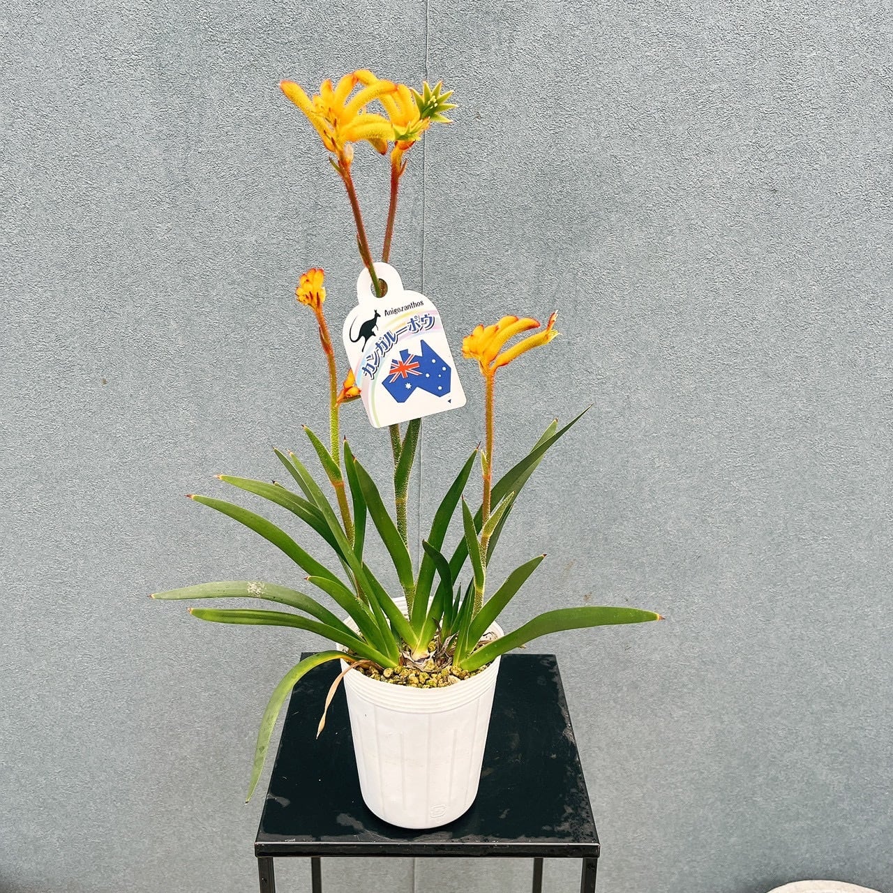 在庫］カンガルーポー 単品 多年草 ドライフラワー アニゴザントス