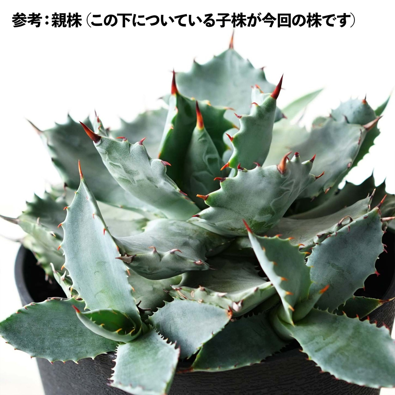 抜き苗 イシスメンシス 連刺 Agave isthmensis