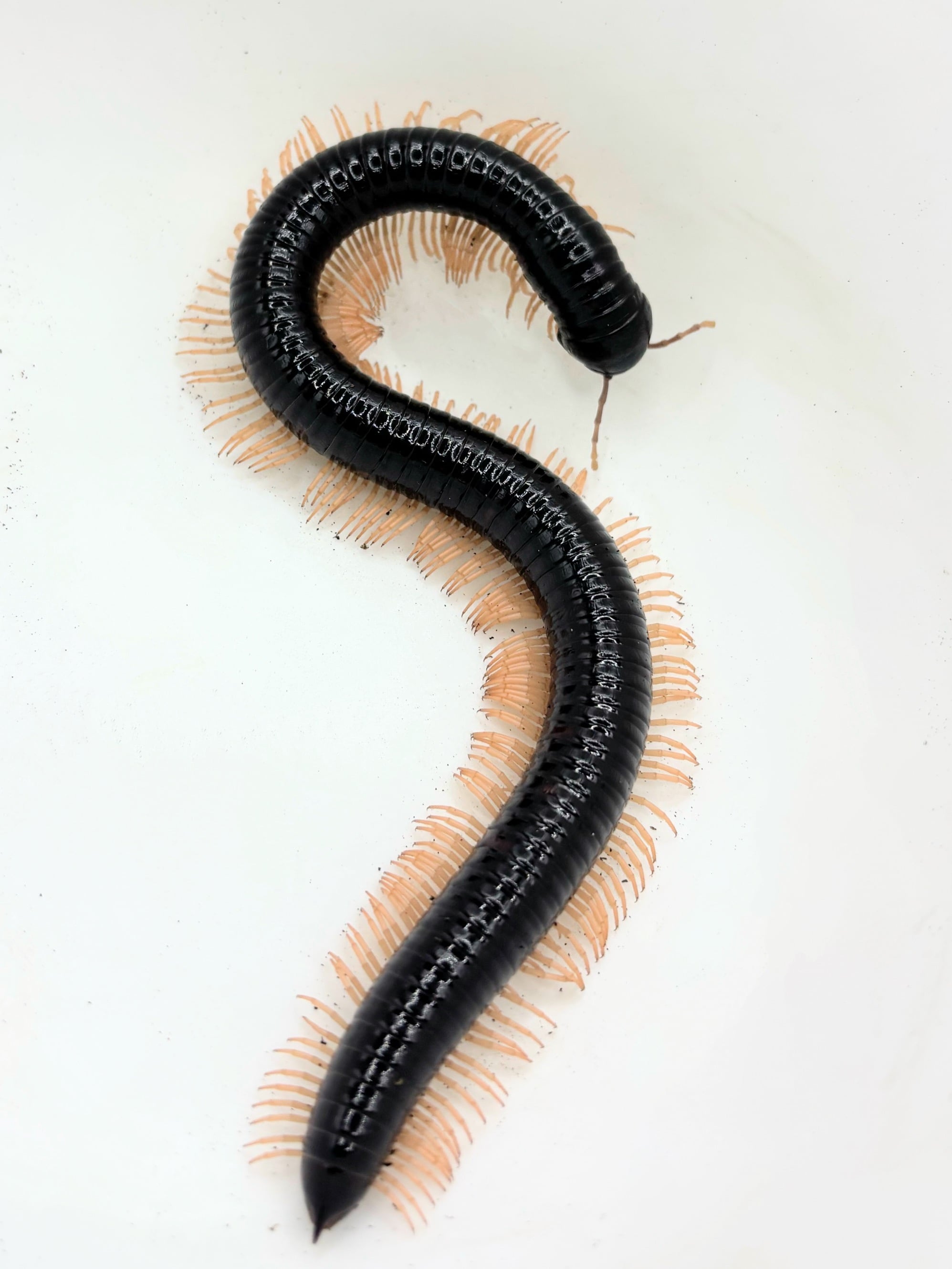 56f283fbed3c6b5837a9262d235055